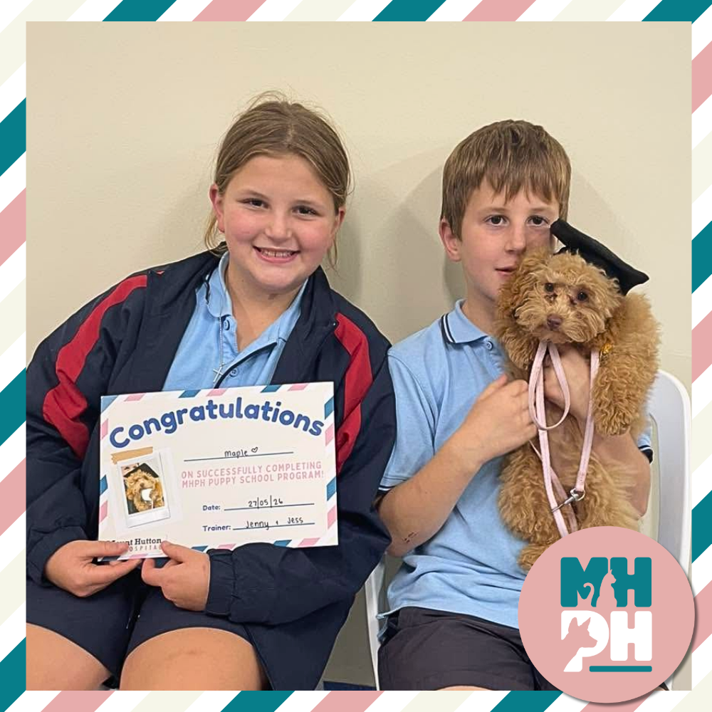 Coming Soon: Puppy School Refresh!