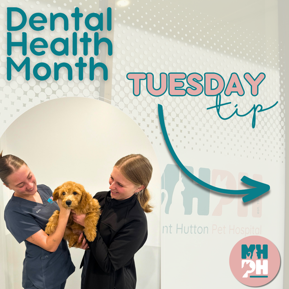 Teeth Tuesday Tip 🦷