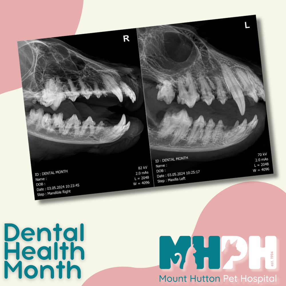Did you know we have dental xrays?
