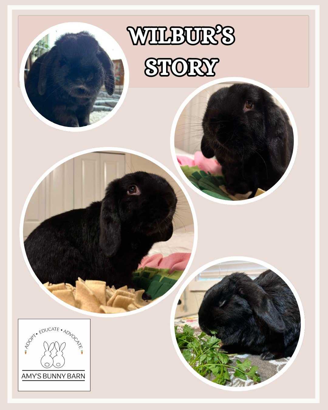 Hi, friends. My name is Wilbur.

For a long time, I lived outside in a small, cold hutch. It was scary there&mdash;sometimes, big creatures would scratch at the walls, trying to get in. I pressed myself into the corner, trembling. My only comfort was