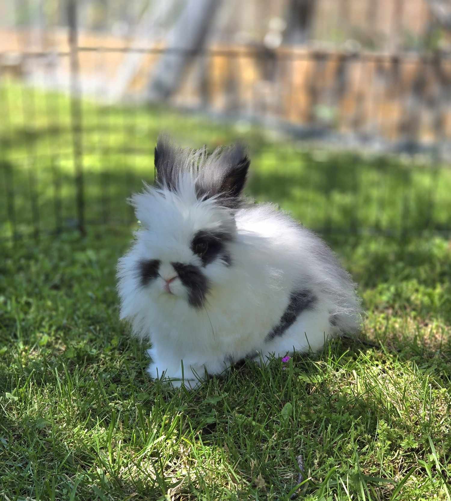 ✨Sweet Adoptables Jessie &amp; Edmund✨

Approximate Ages:  11 &amp; 6

Jessie and Edmond have been through a lot in life. Because of this, they can be very shy and take time to warm up to people. It will be important for them to find a home where the