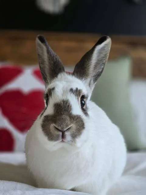 Hazel