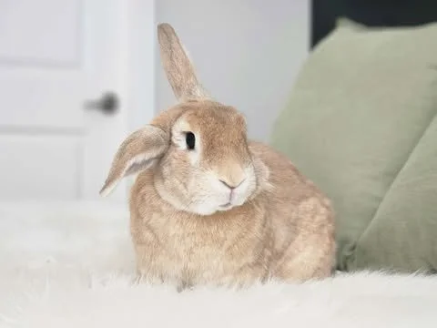Timothy