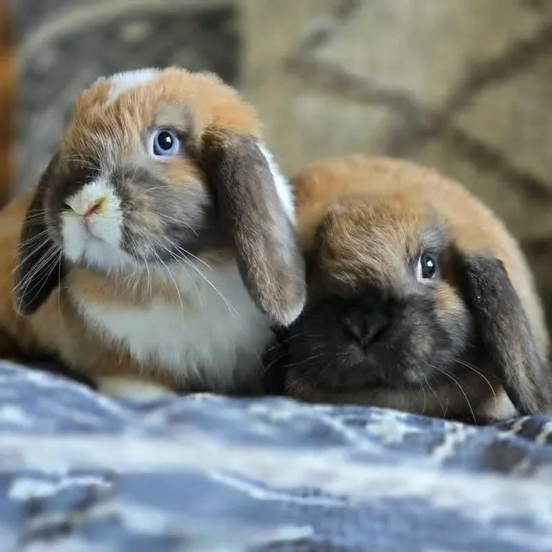 Rose &amp; Tulip