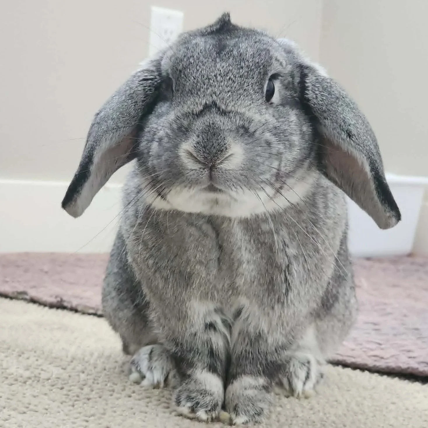 Levi