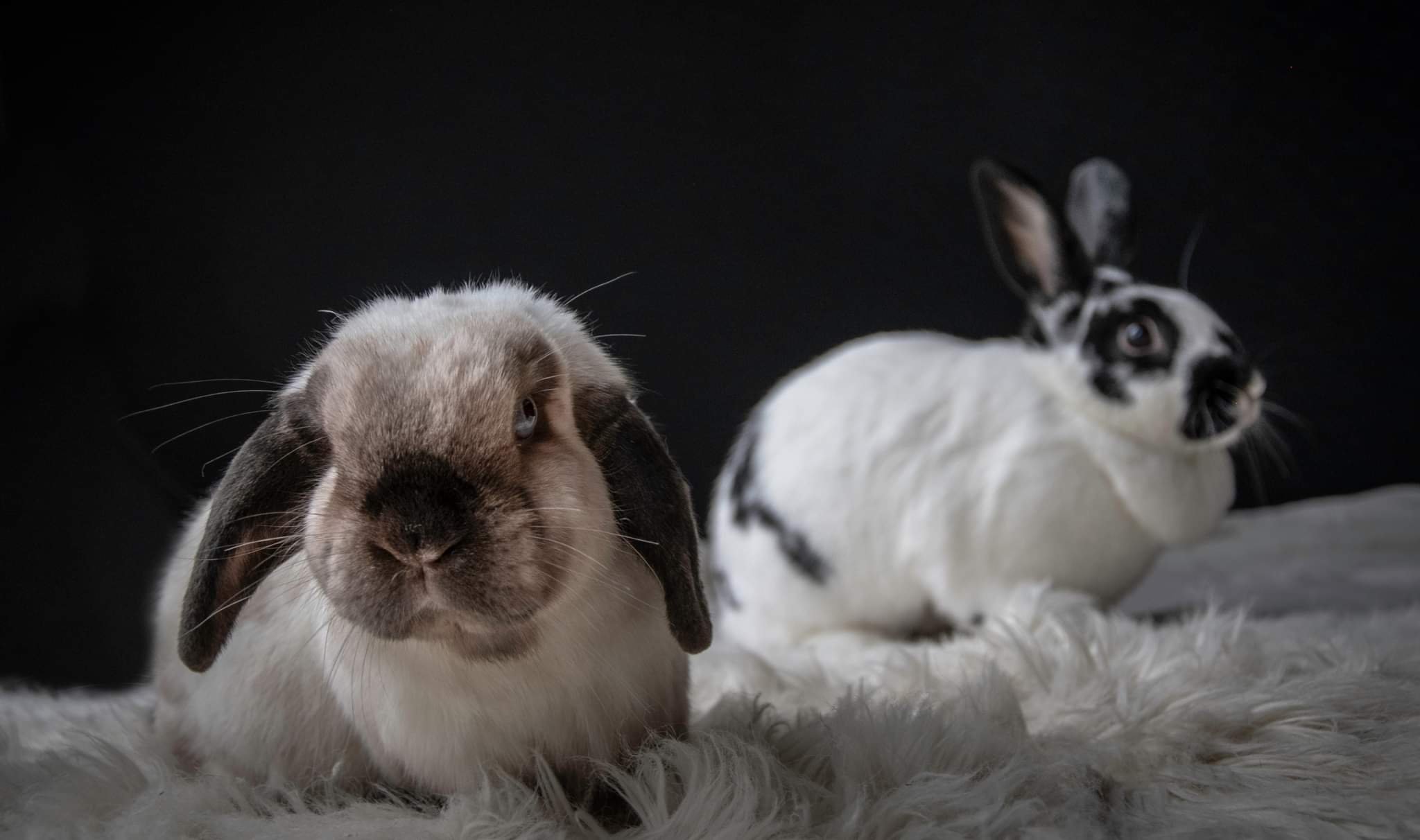 General 1 — Amy's Bunny Barn