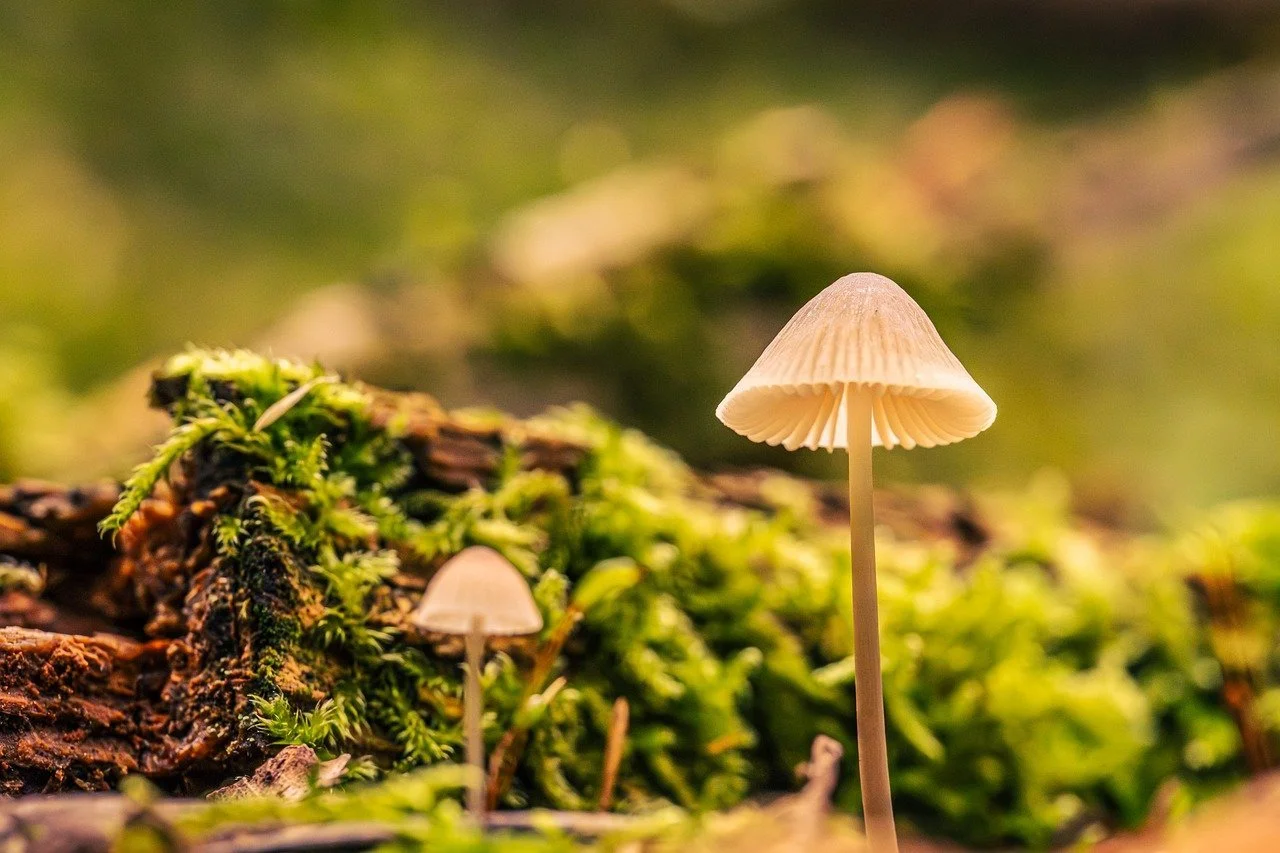 생명의 말을 심는 사람