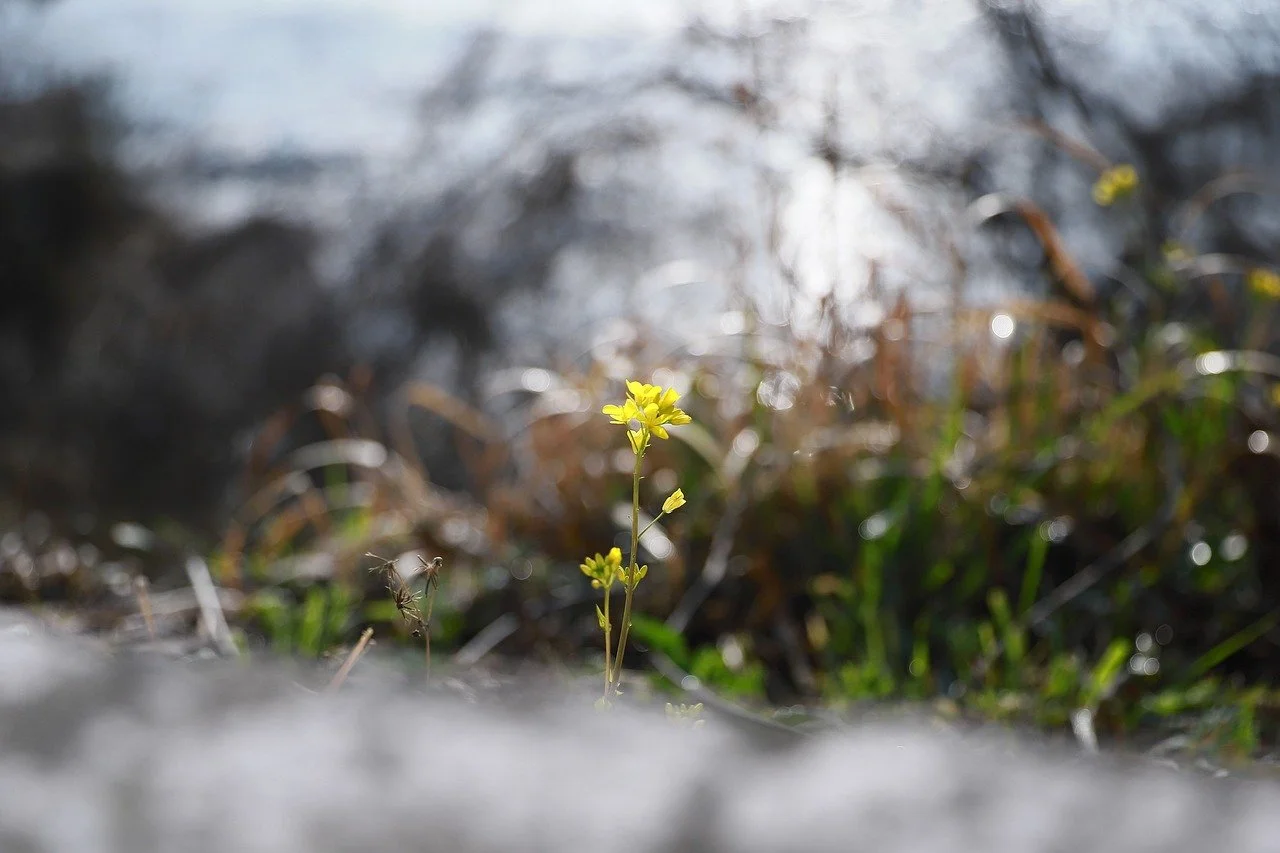 전인적 회복의 기쁨