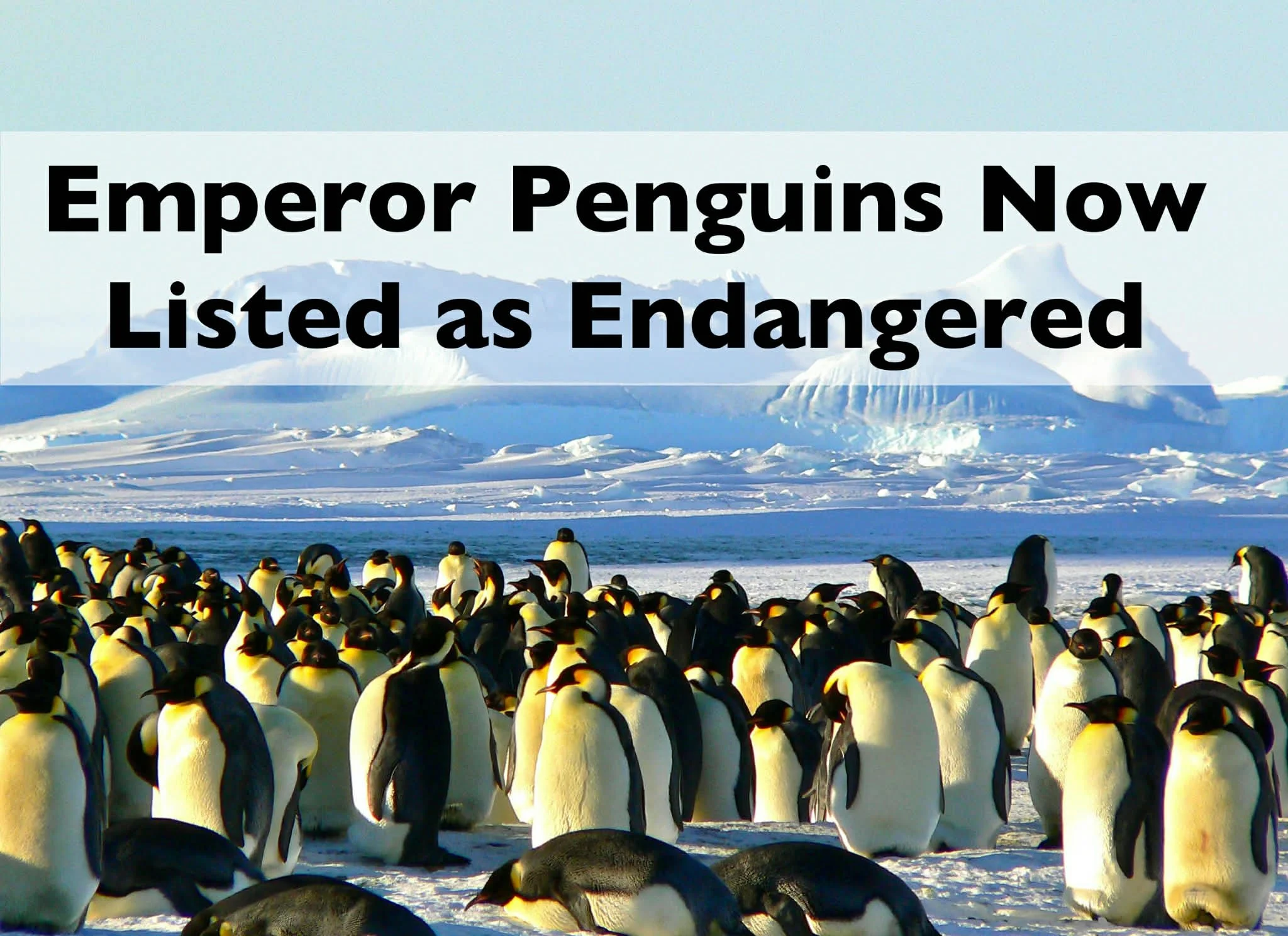 Emperor Penguins Now Listed as Endangered