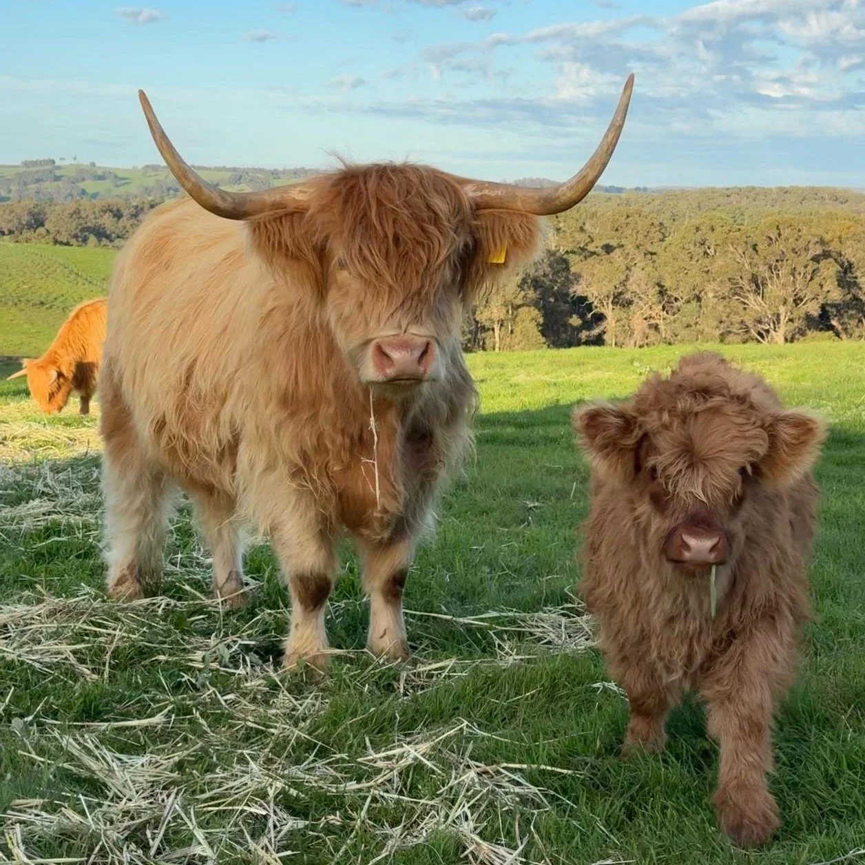 🍎🐓ANIMALS ANIMALS ANIMALS 🍏🐴 
2026 Sees "Mr Appletons Farmyard" get bigger! 
Come to the oval to enjoy and learn about Alpacas, Mini Horses, Highland Cattle, Babydoll Sheep, Chickens and maybe more!!
Highland View Farm 
Apple Valley Alp