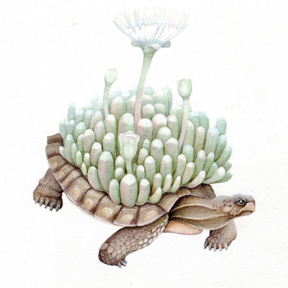 wild+things+small+tortoise+sq.jpg