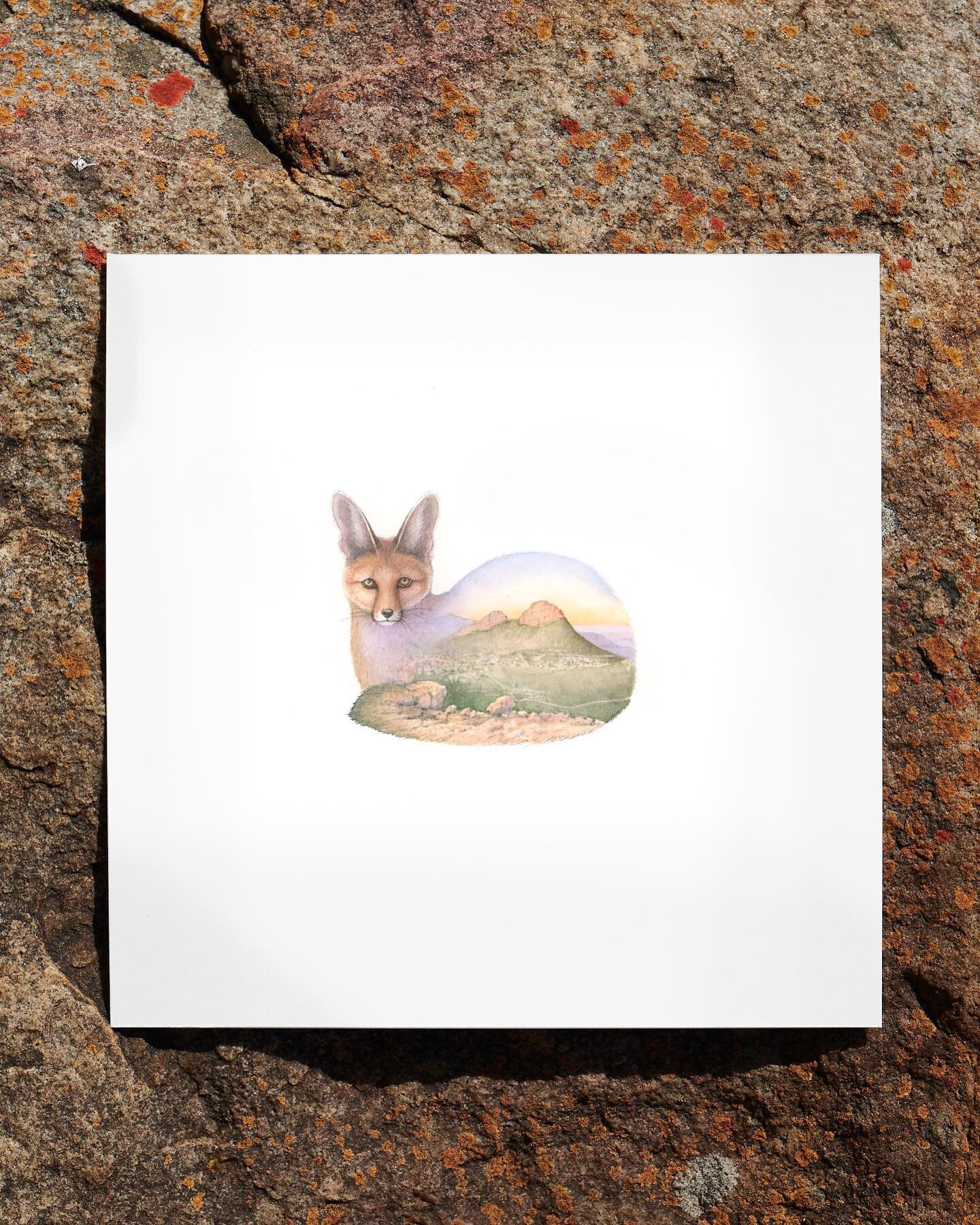Familiar landscapes and the fantastic creatures that inhabit them. Back in 2017-18 I walked a few thousand kilometres. Took a another few thousand photographs and created just under a 100 paintings like this one. A cape fox, with the Pakhuis Pass. Ma
