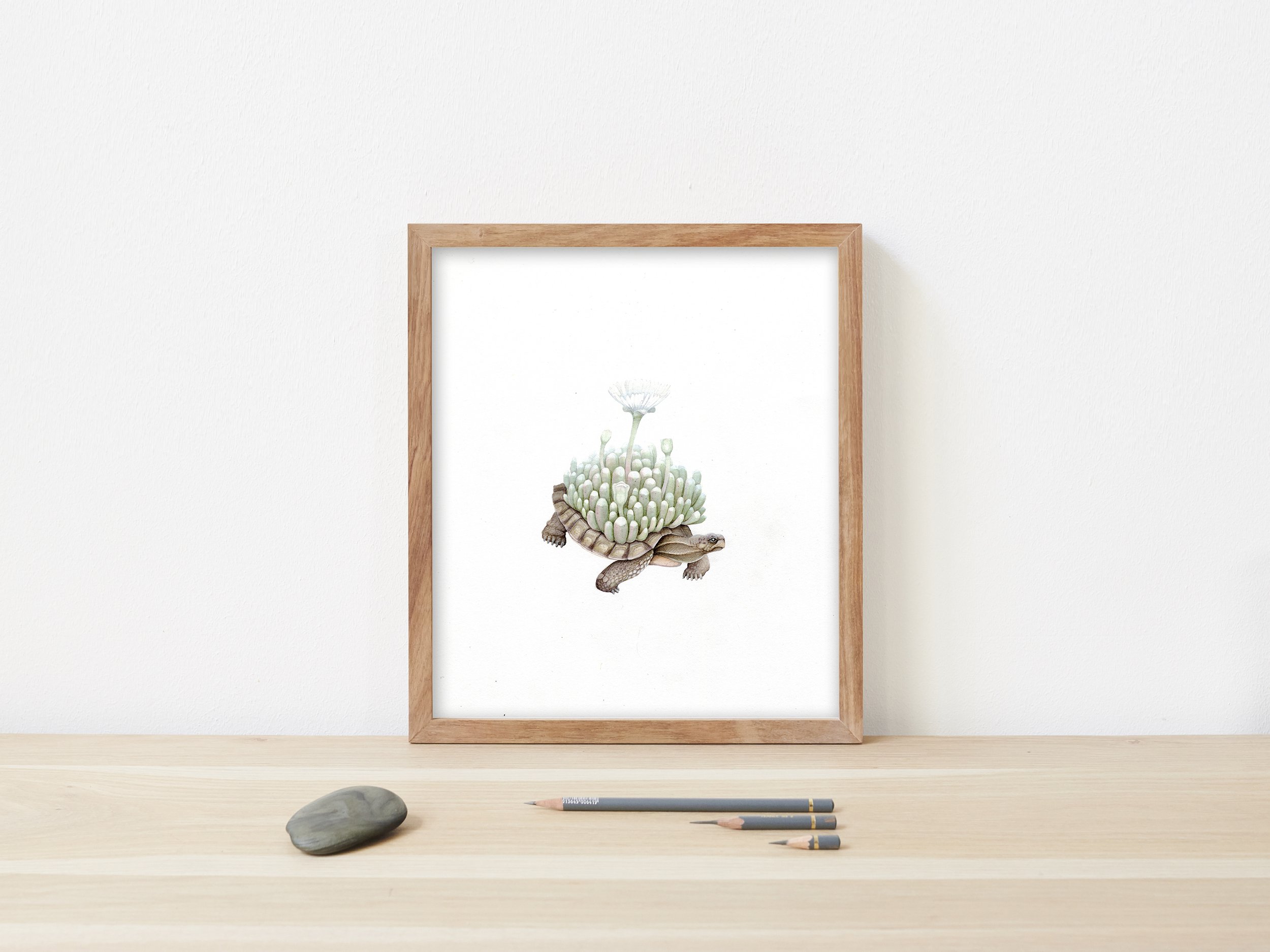 succulent tortoise small.jpg