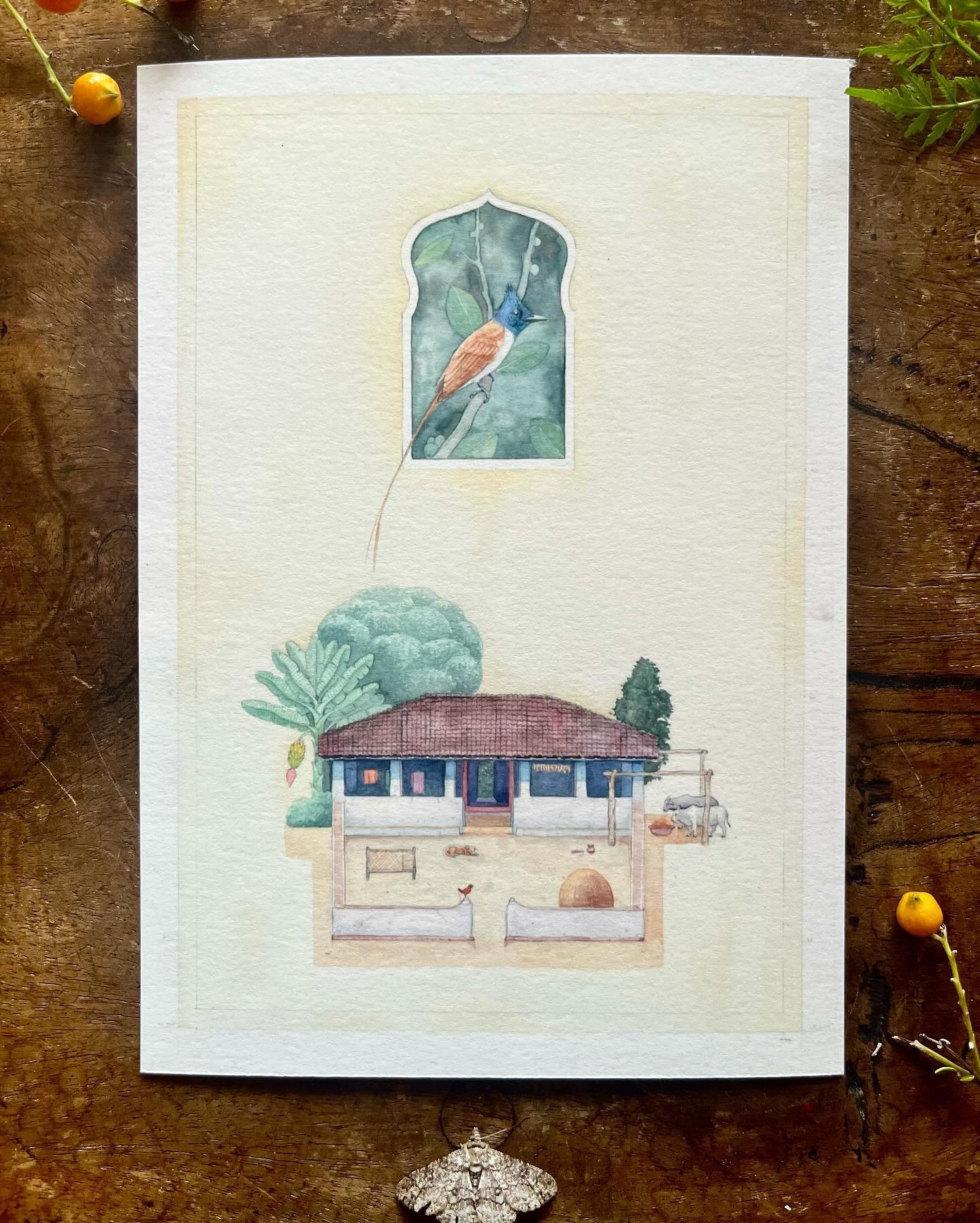 Study 2 of 3. A typical house in Pench with a typical Asian flycatcher. Another on from my travels in Central India. This is a step towards something bigger and more complex. 

#house #flycatcher #penchnationalpark