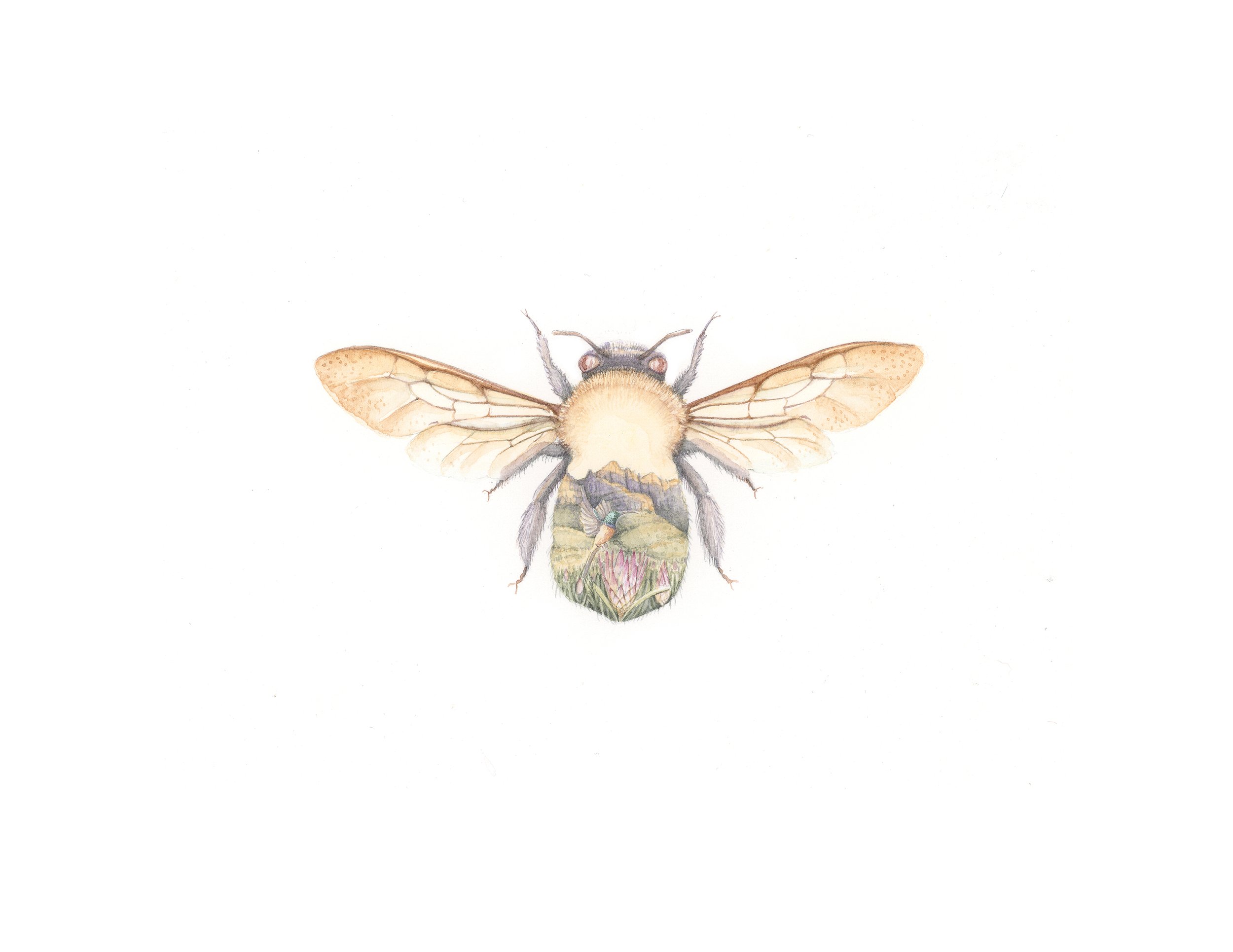 Apr05_18 Helderberg carpenter Bee EDIT.jpg
