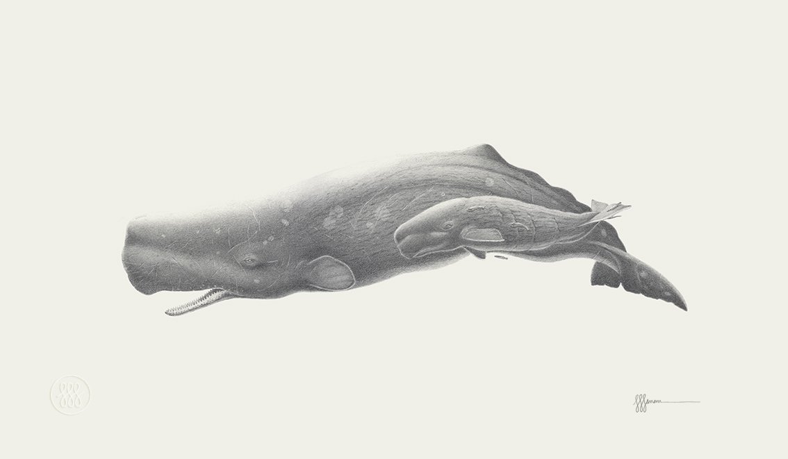 The Shelf
280 x 380mm | 2019