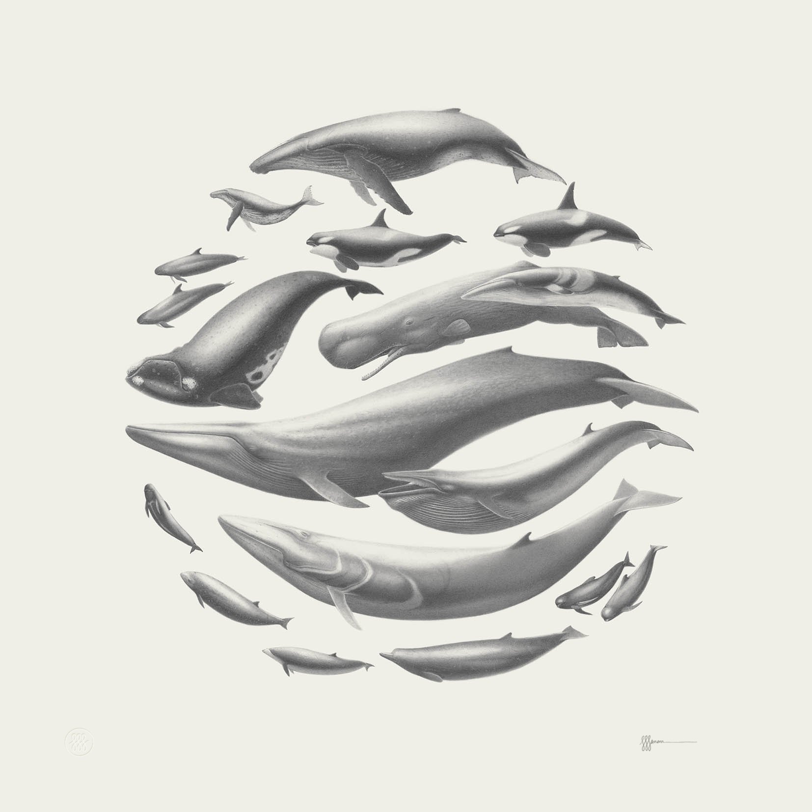 Whales Of The Cape
700 x 700 mm | 2020