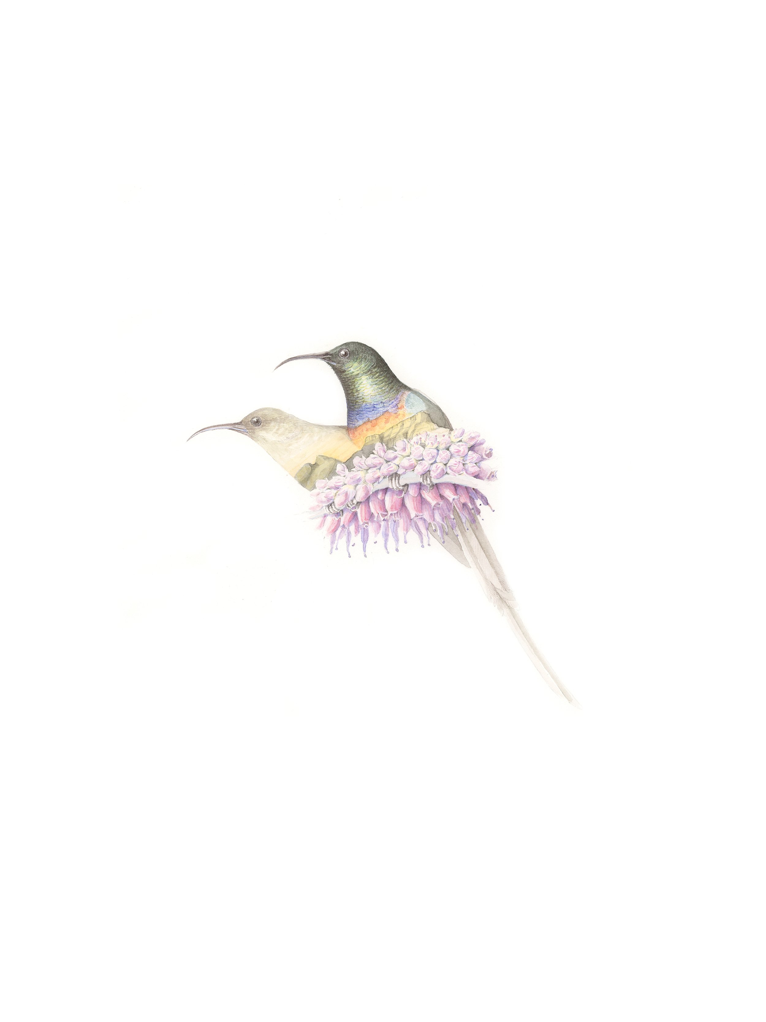 Oct08_17_ Orange-breasted Sunbird ericas EDIT.jpg