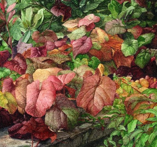 Autumn leaves (web) squared off for ad.jpg