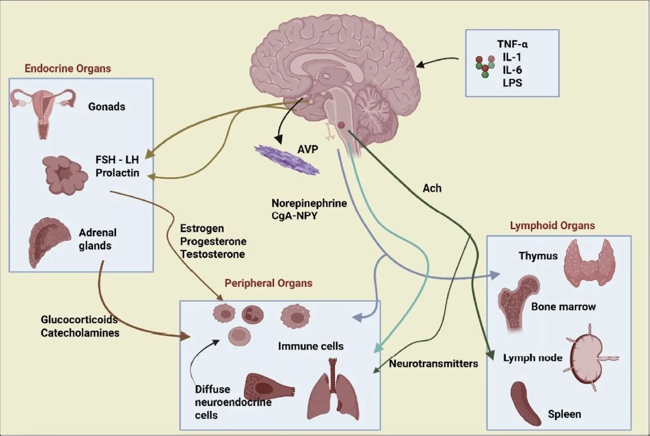 Circadian rhythm and female reproductive health