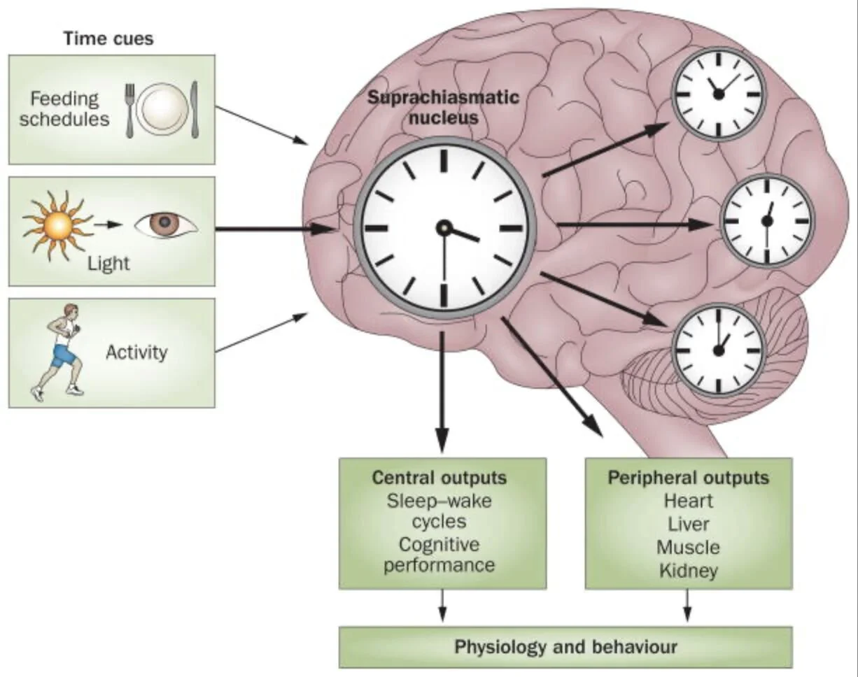 Circadian rhythm and neurodegeneration: “Chronodegeneration”