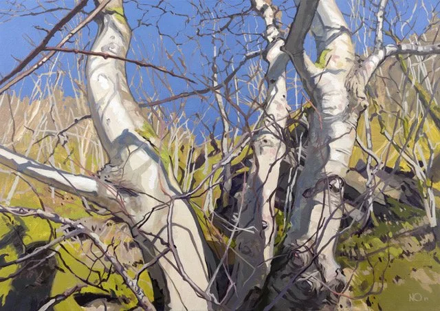 Dancing Beech by Nicholas O´Leary