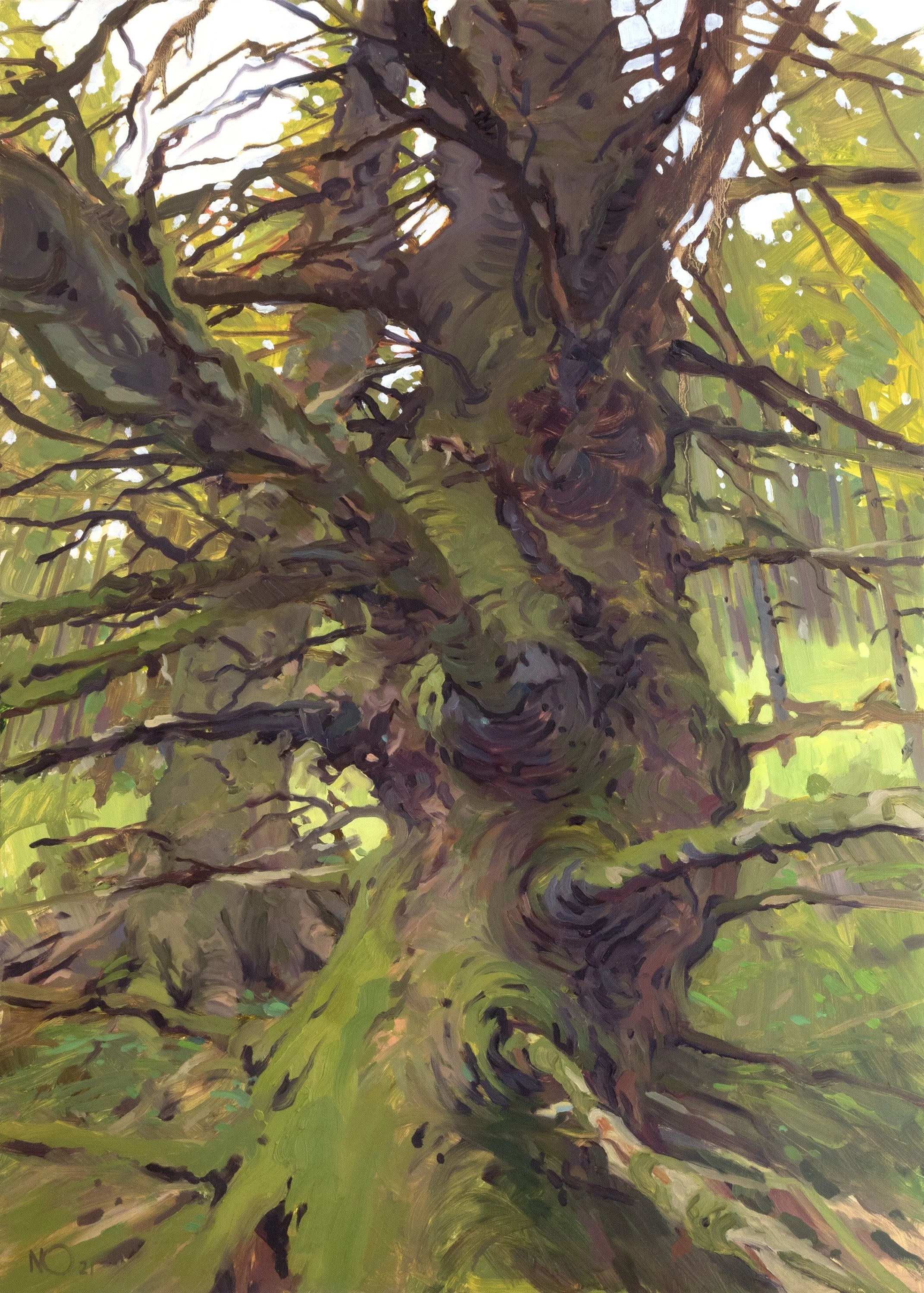 NicholasOLeary_Gnarled_70x50cm.jpg