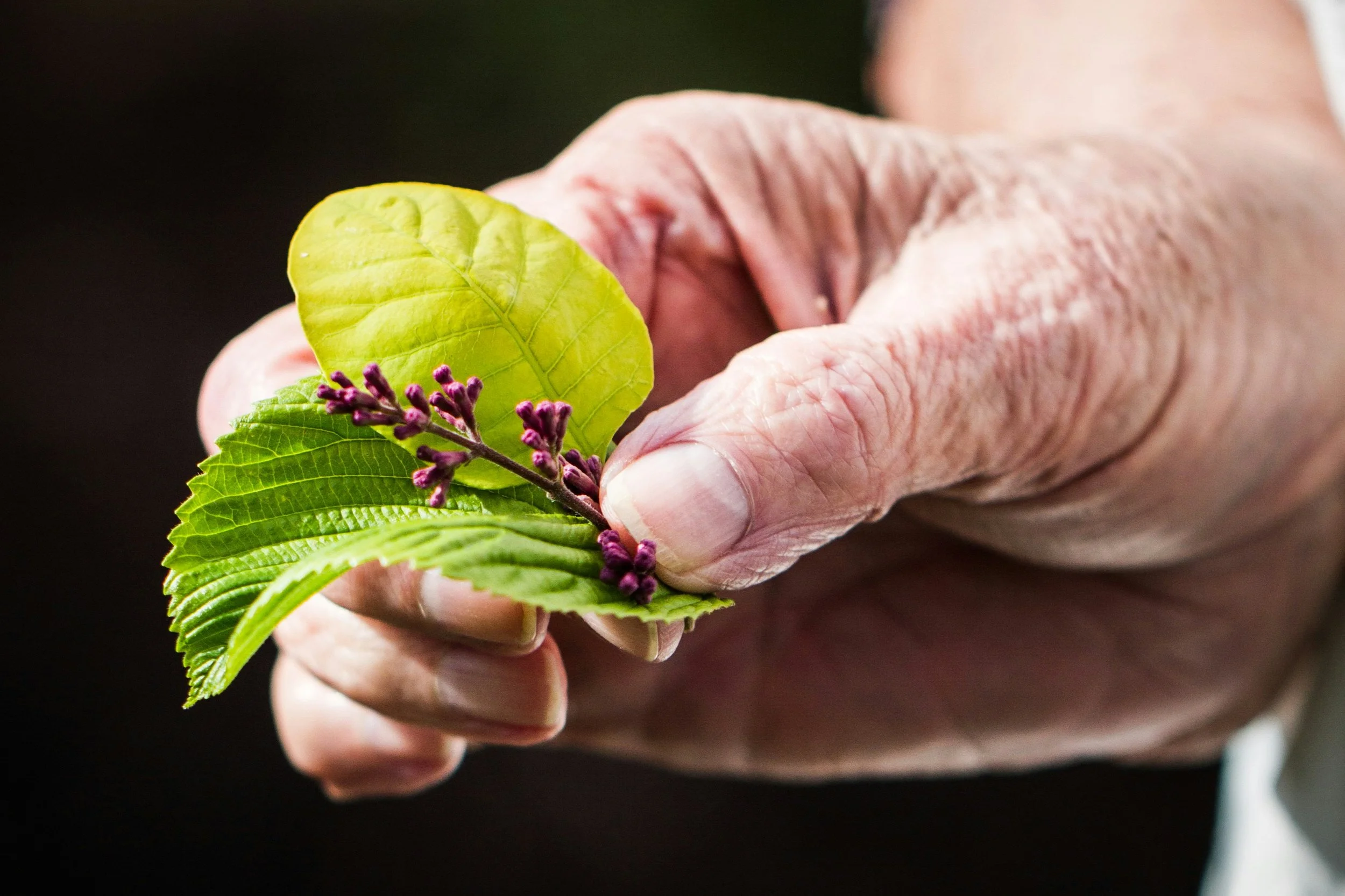 Een hand houdt een tak met groene bladeren en paarse bloemen.