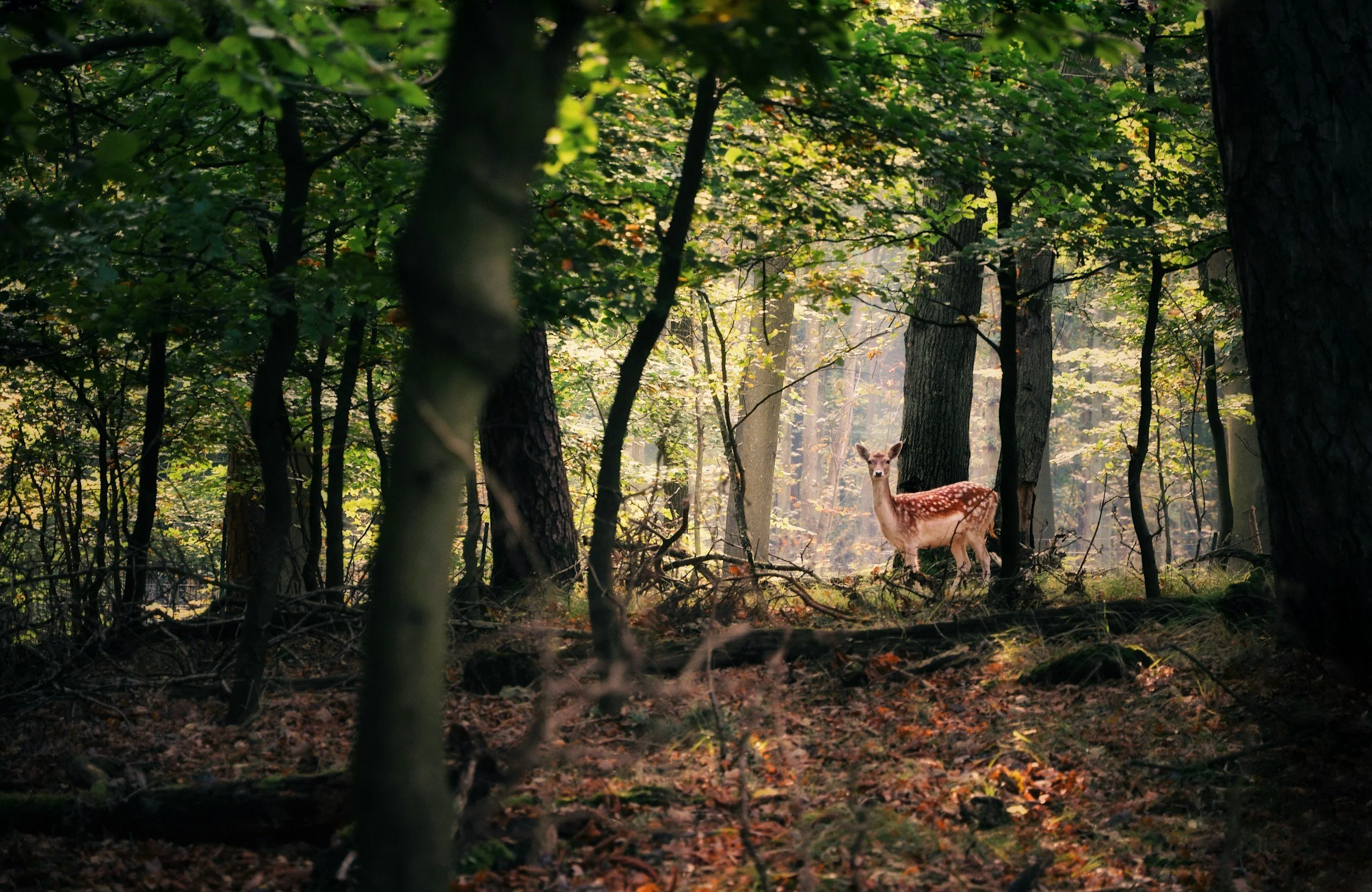Een hert staat in een bos met hoge bomen, omgeven door groene bladeren en vallende blad op de bosbodem.