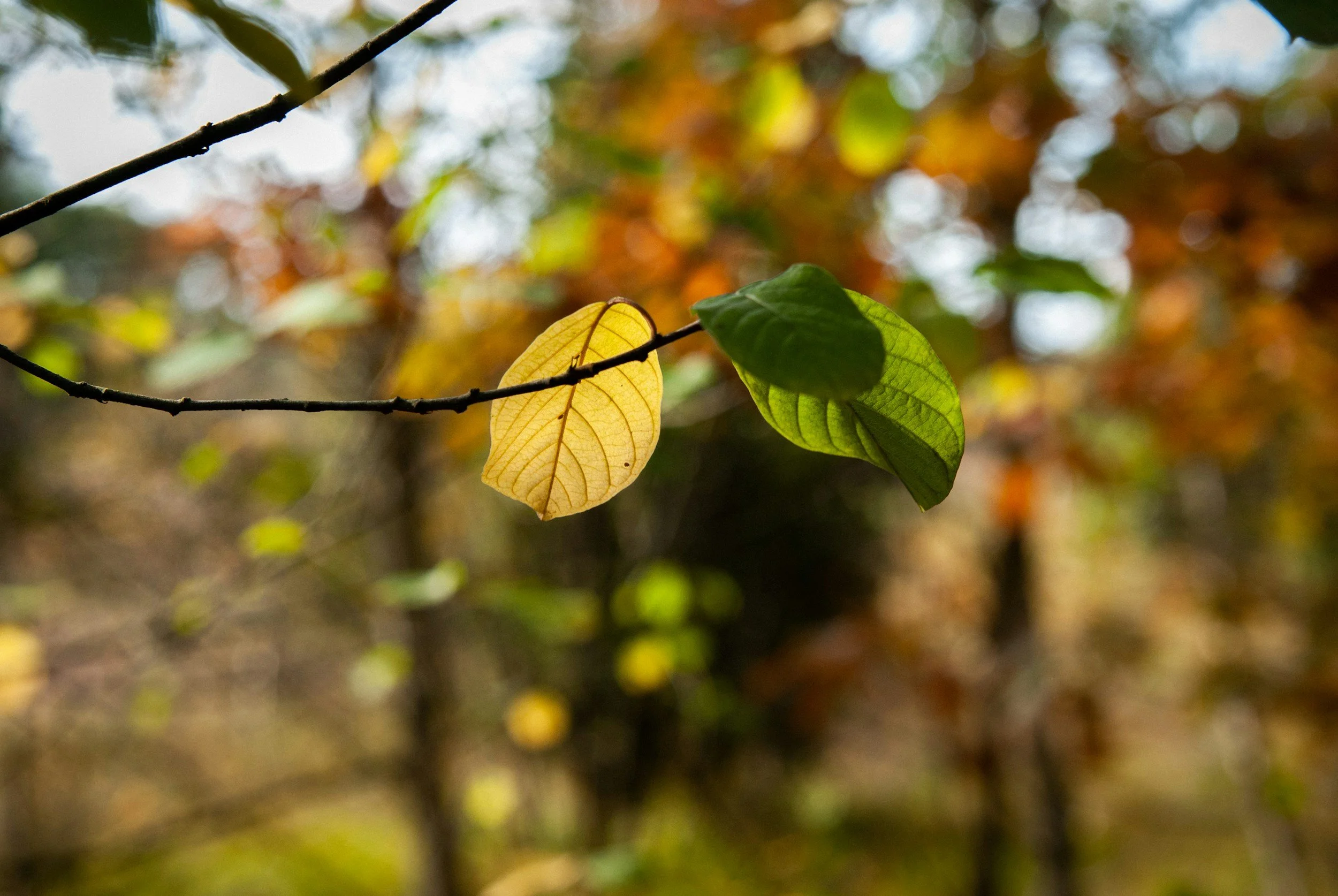 Twee bladeren, een geel en een groen, hangen aan een dunne tak in een bos, met een achtergrond van herfstkleurige bladeren.