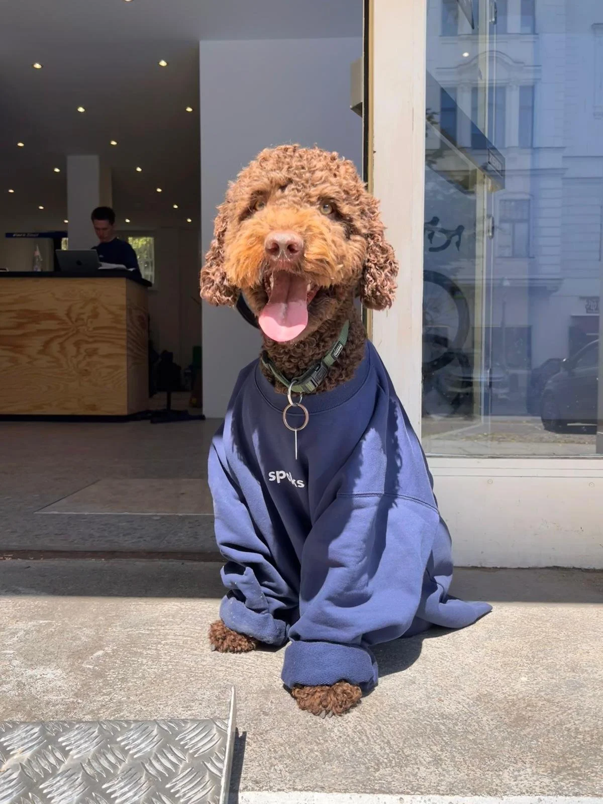 Labrador Retriever Hund trägt eine blaue Jacke und sitzt vor einem Geschäft mit einem Schaufenster, im Hintergrund sind eine Person an einem Empfangstresen und ein heller Raum zu sehen.