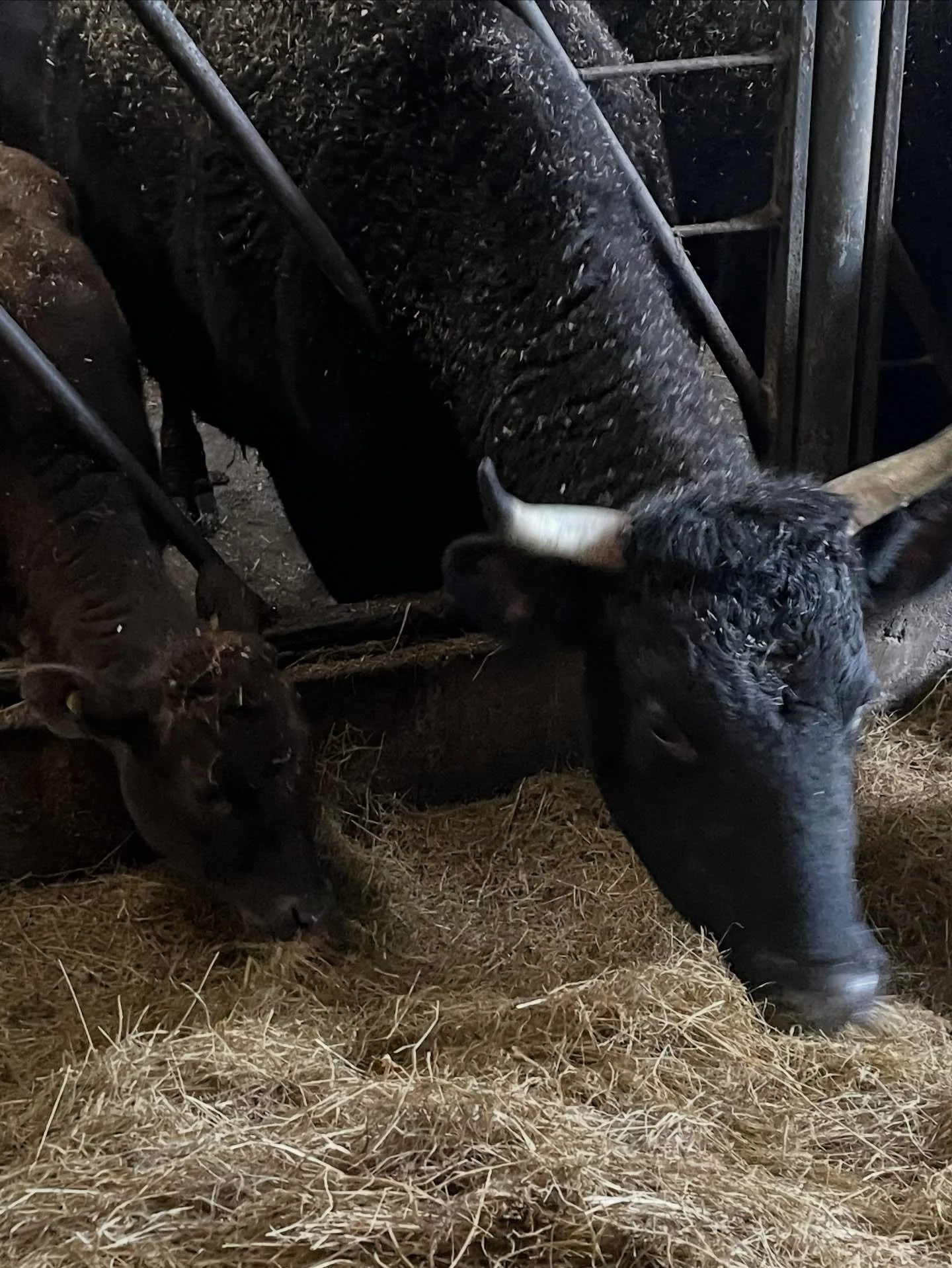 Most people see beef in a pack and imagine a simple process. 

In reality, every animal depends on a stack of rules, timing, biosecurity and sometimes just pure luck. 

TB testing is one of the biggest hidden parts of that system &mdash; the bit nobo