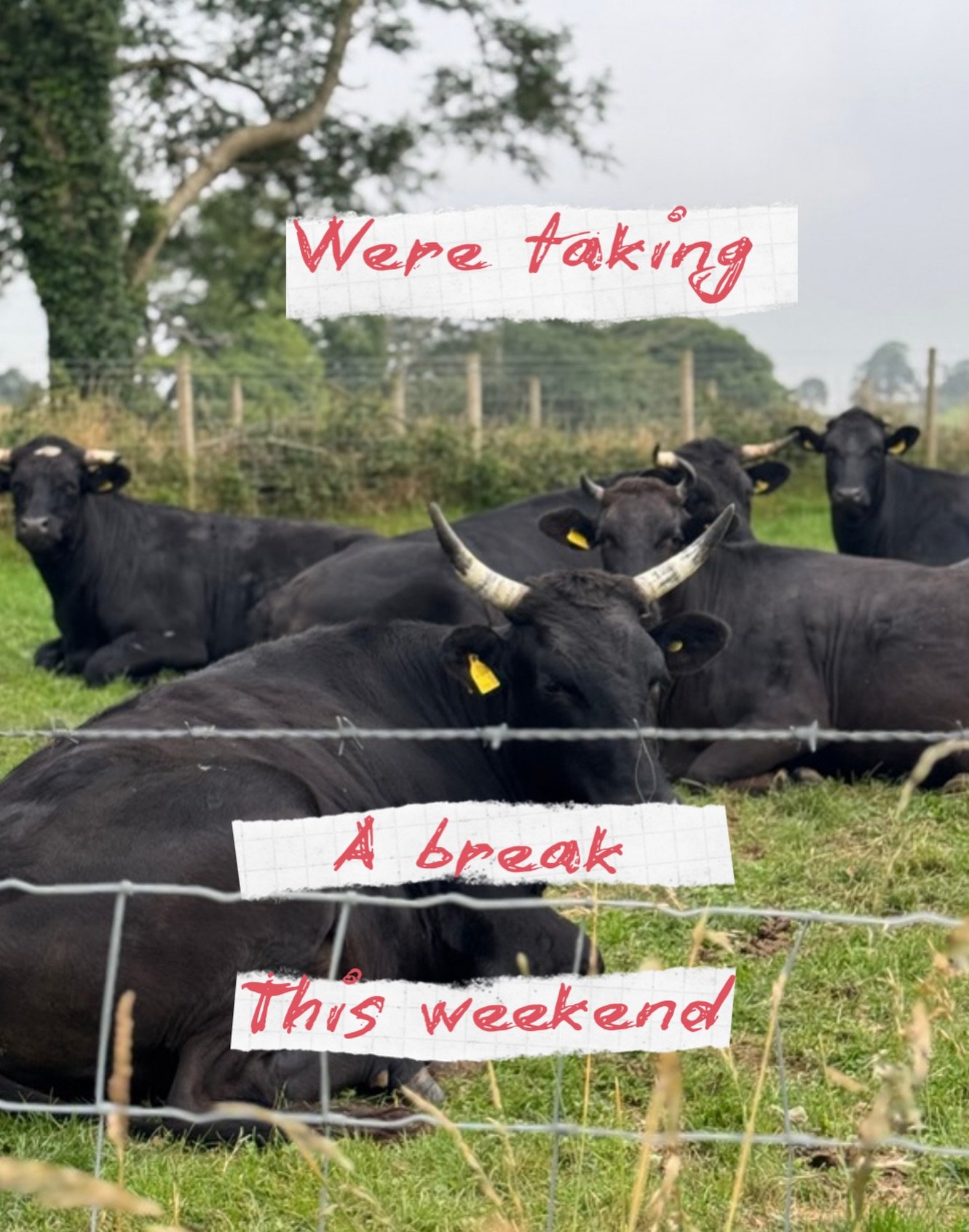 This weekend we are undertaking a sacred mission known as:
&ldquo;Operation: Get Shit Done.&rdquo;
Tasks include:
	&bull;	Wrestling deliveries 🥊📦
	&bull;	Doing jobs we&rsquo;ve avoided since 2009
	&bull;	And preparing for Tweedmill Market on Sunday