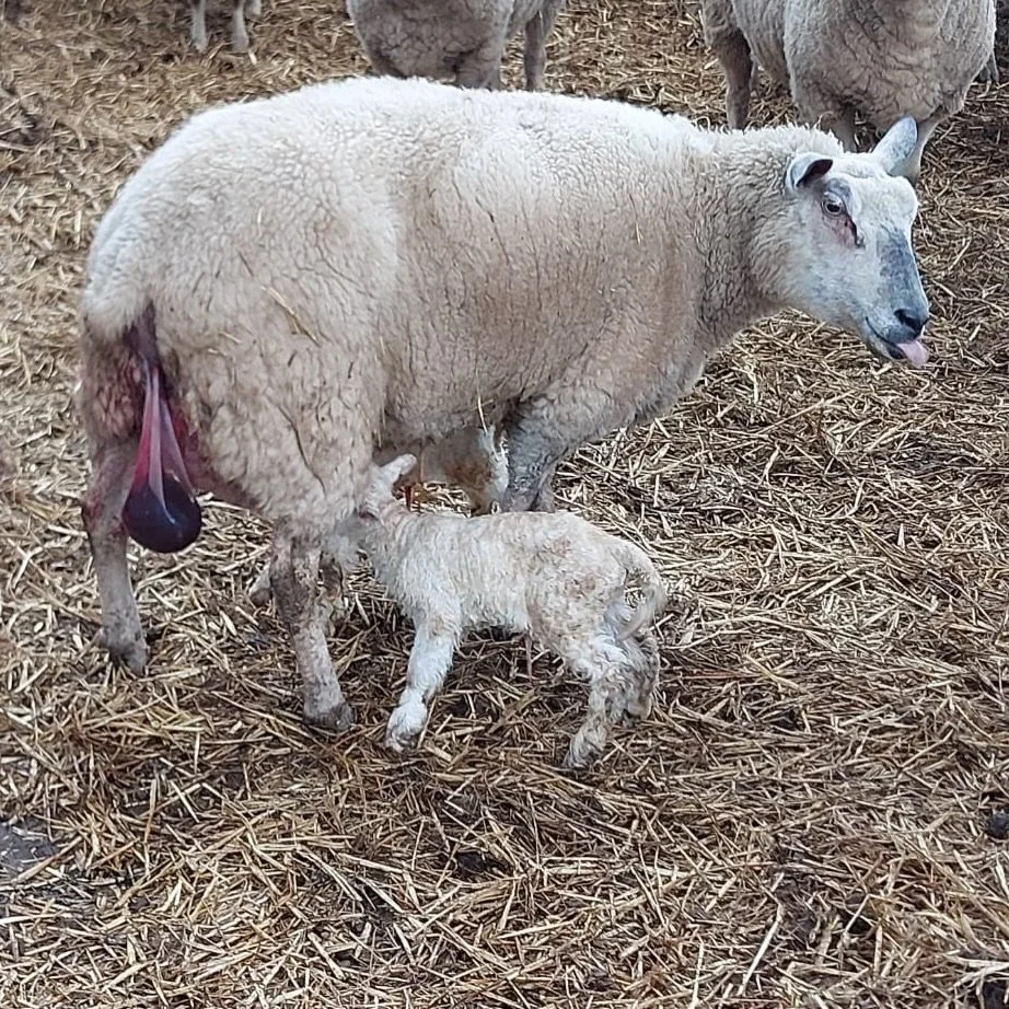 So it begins&hellip;&hellip;🐑