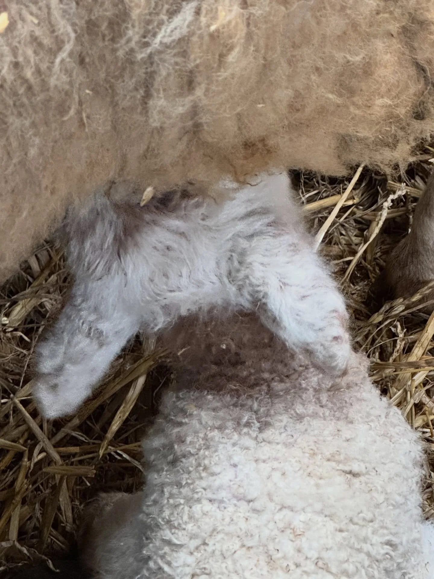 Lamb spam incoming!

Scroll for all the emotions this morning.🤣

1.Happiness - at the milk bar
2.Annoyance - got to hold mother cos she doesn&rsquo;t like him ( how can you refuse such a cutie ?)
3.Cuteness - i mean &hellip; self explanatory

4.And 