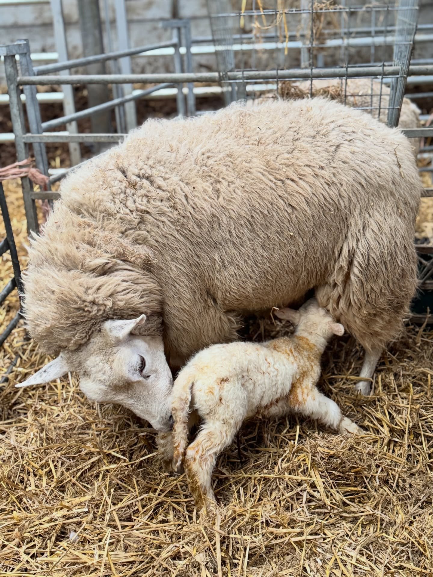 Fresh 🐑
Too cute to miss out the grid 

#lambingwales #northwales #march #womeninbusiness #lambingseason