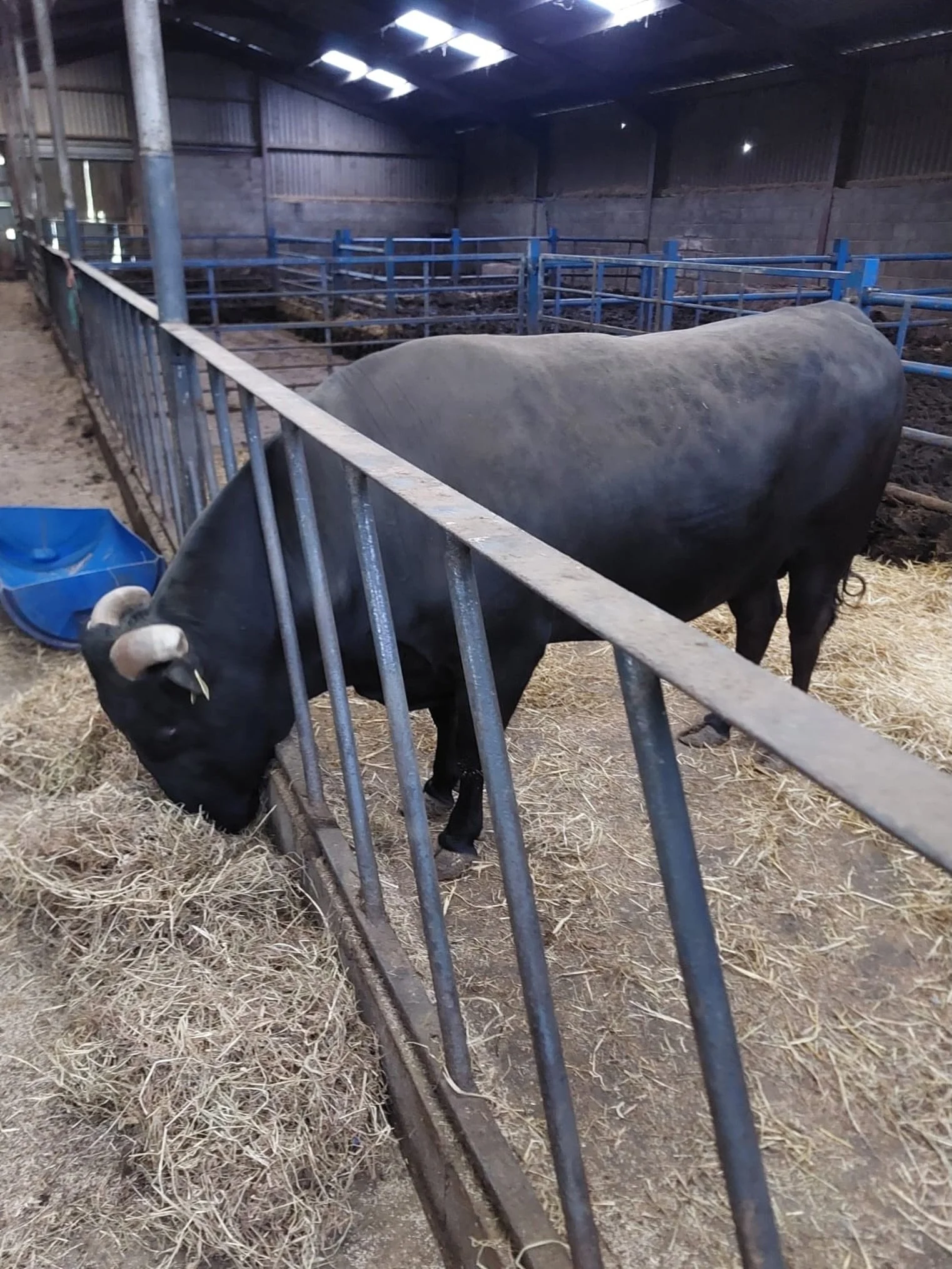 Meet Roger 🐃

Straight out of Norfolk and now calling North Wales home.

Big, quiet, and exactly the kind of bull we&rsquo;ve been hunting for &mdash; and honestly were a little bit in love ❤️

But behind that calm nature is exactly what we were loo