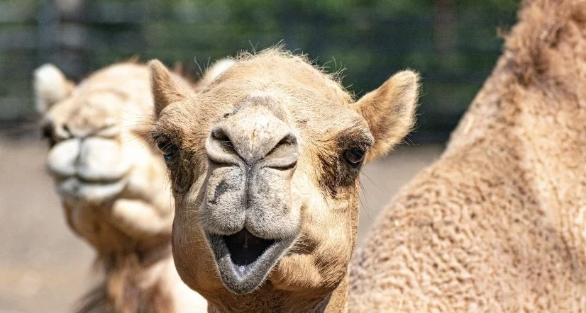 Camel Park