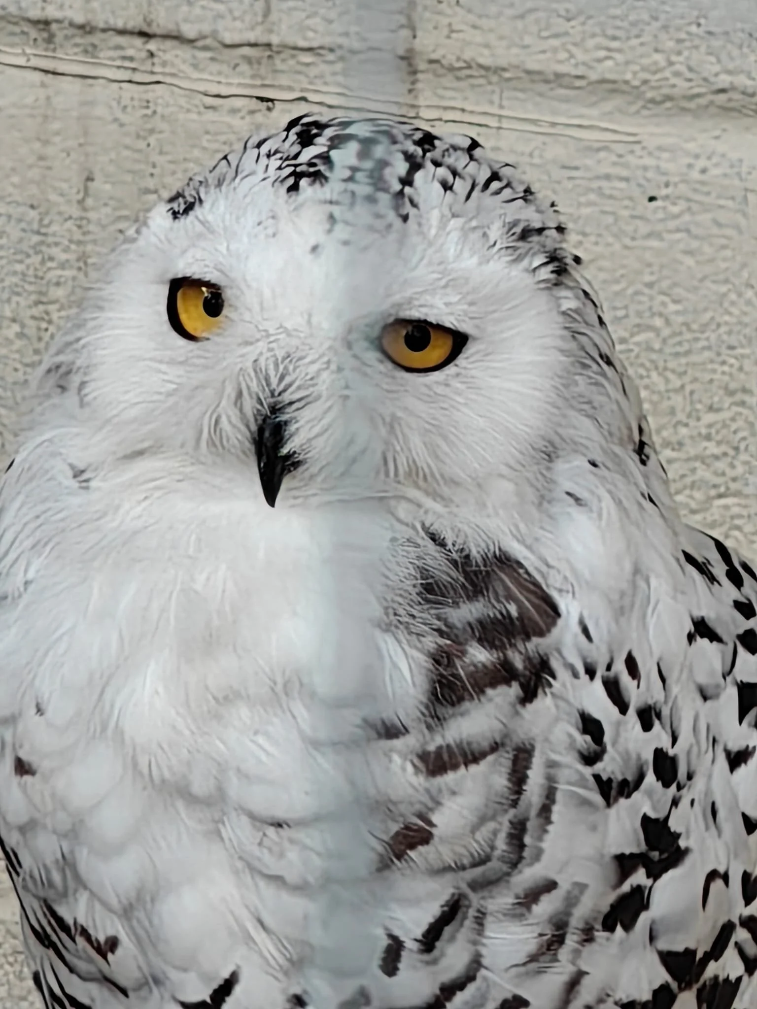 Stoneham Barns and Owls