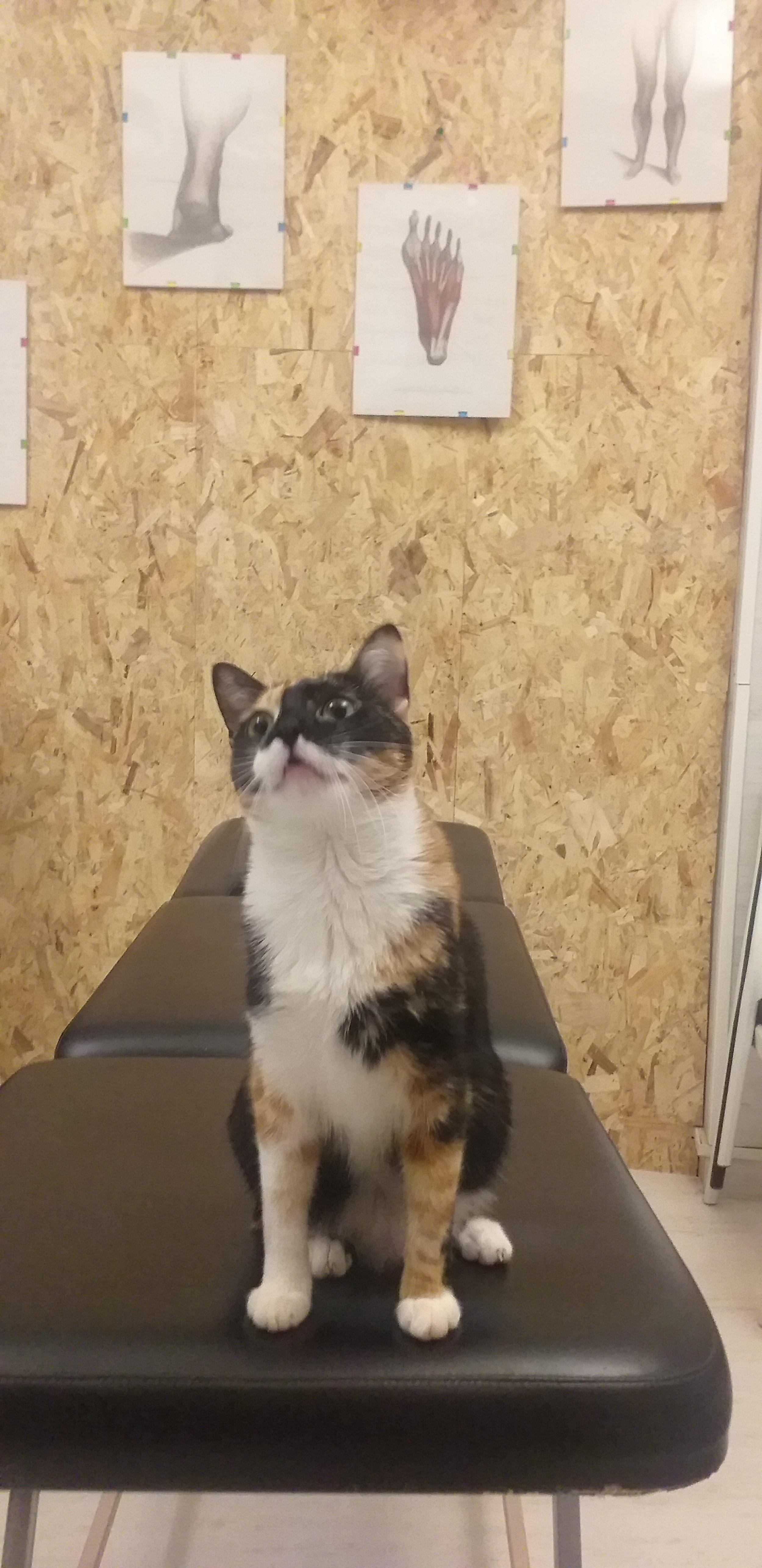 Hara, la gata, observando atentamente la pizarra durante el curso de Osteopatía en el centro de formación HARA, mostrando su interés por la enseñanza.