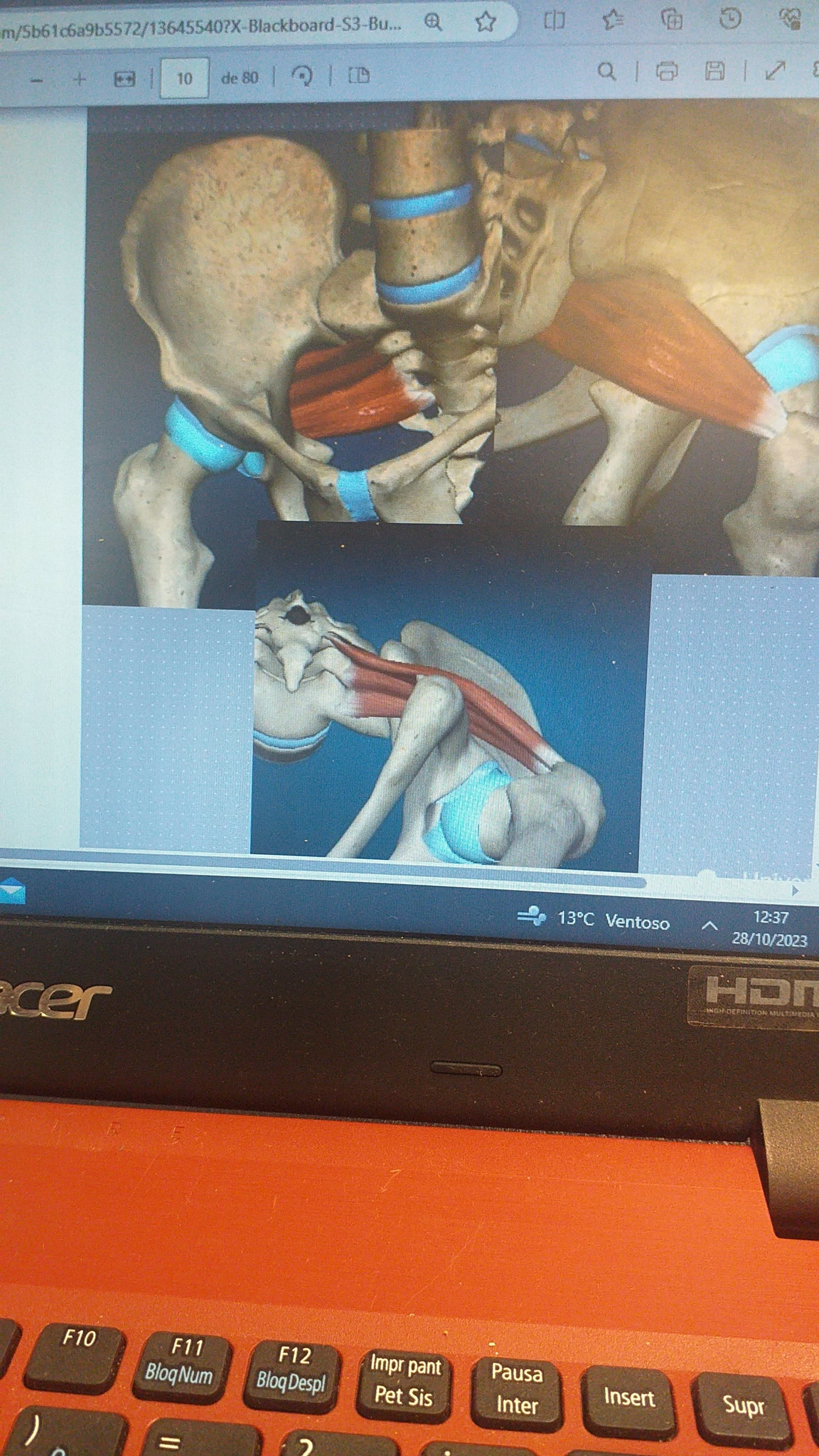 Material didáctico disponible en la plataforma virtual para el estudio de terapia manual, incluyendo recursos sobre miofascial, acupuntura y osteopatía, diseñado para ayudar a los alumnos en su formación.