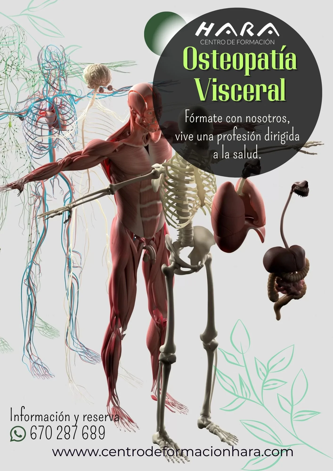 Osteopatía Visceral.jpg