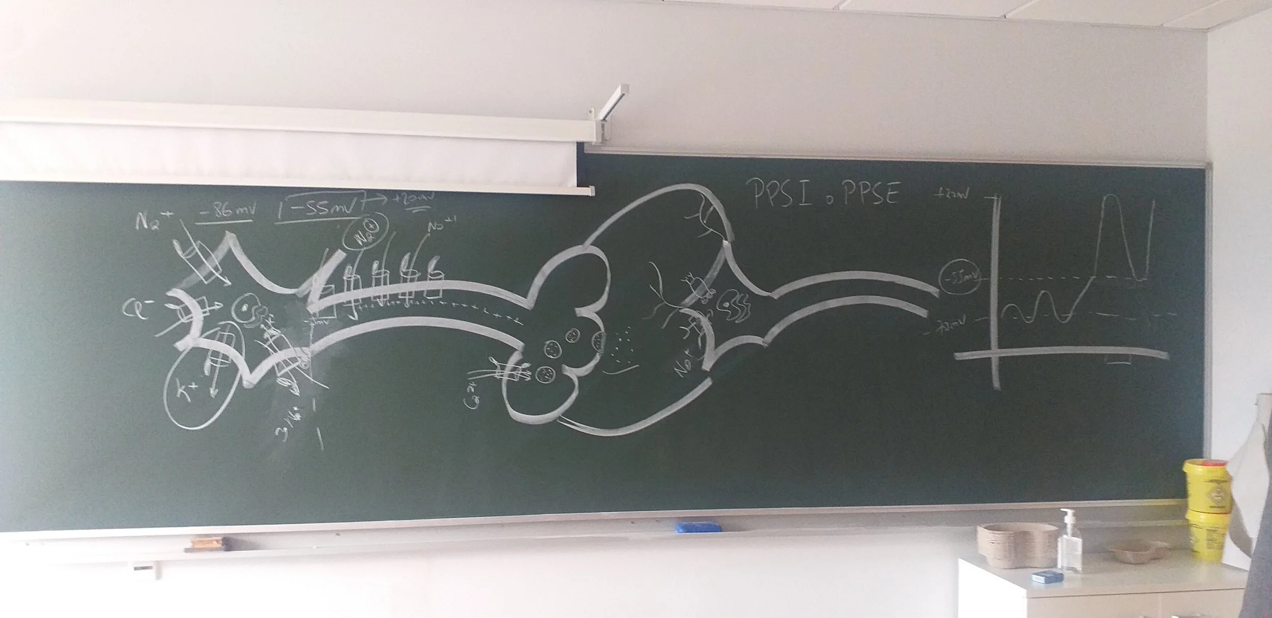 Pizarra en el centro de formación HARA con una explicación del funcionamiento neurológico, detallando conexiones neuronales y procesos relacionados con la terapia miofascial.