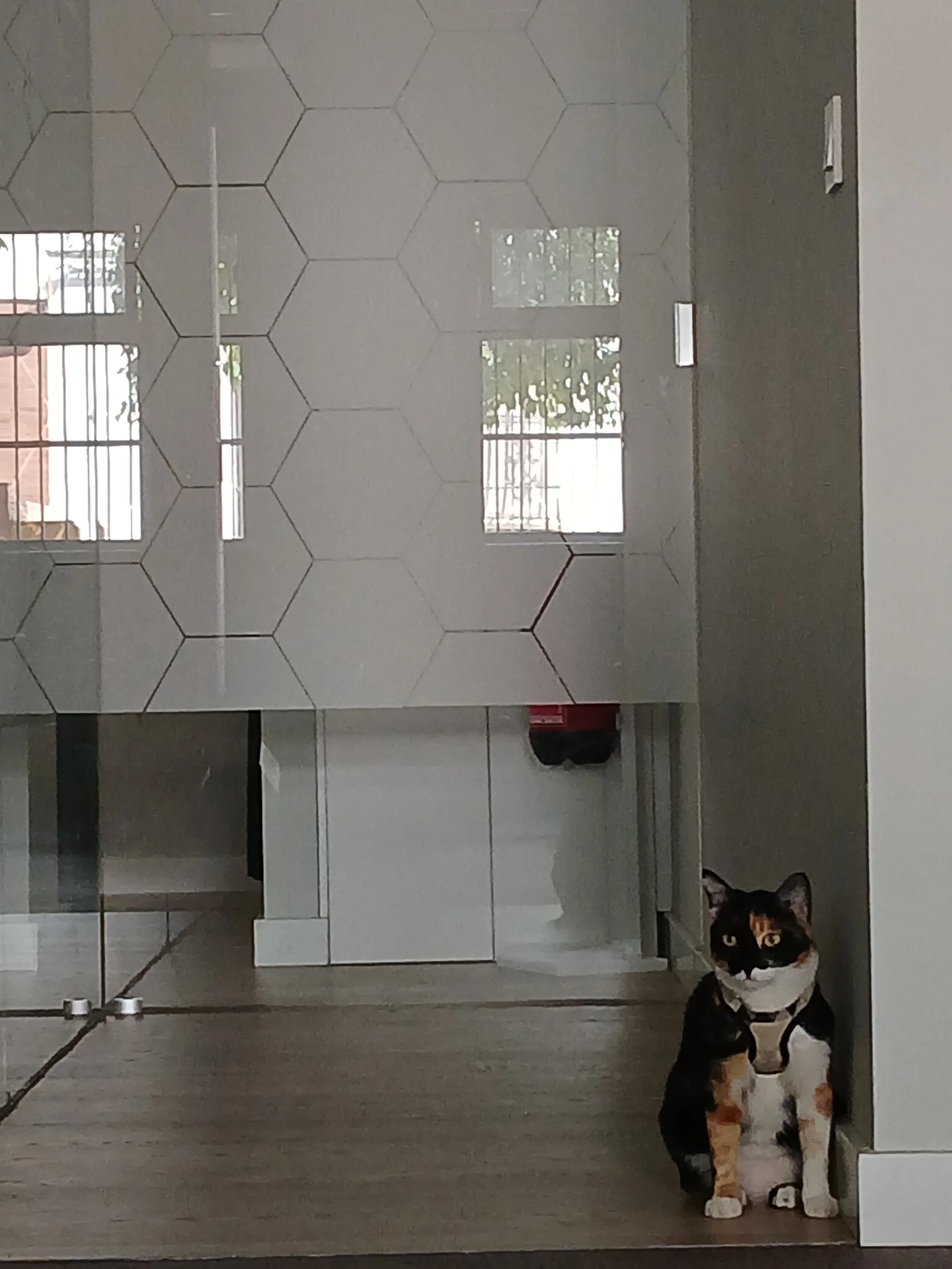Hara, la gata, en la clínica de Raquel Urbano en Sevilla, Synergic Clinic, durante una visita para elaborar material para el curso de Miofascial a través del control postural y actividad isoinercial.