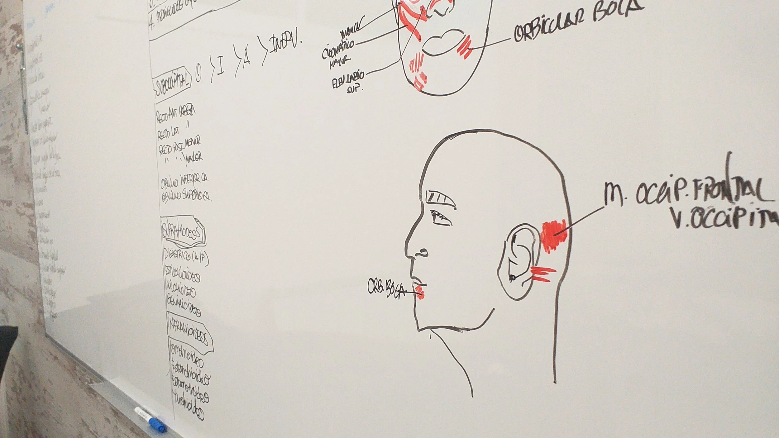 Pizarra con dibujos de anatomía topográfica del cuello y la cabeza, utilizada como material didáctico en el curso de anatomía del centro de formación HARA en Madrid.