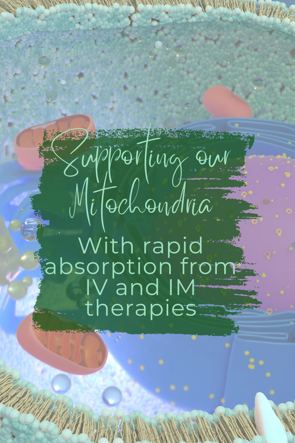mitochondrial support