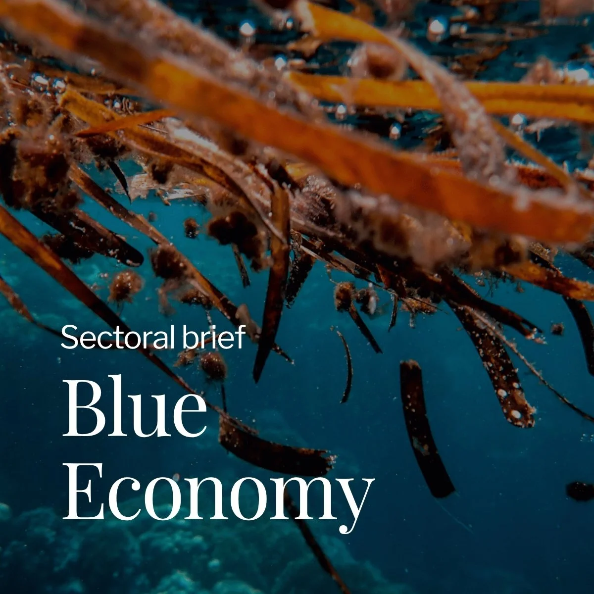 Sectoral Brief Blue Economy