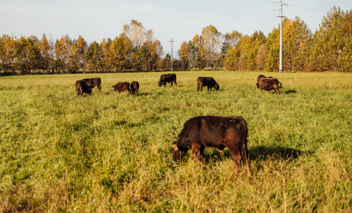 VerdeRosa Farm: A Nature-Based Enterprise in Action