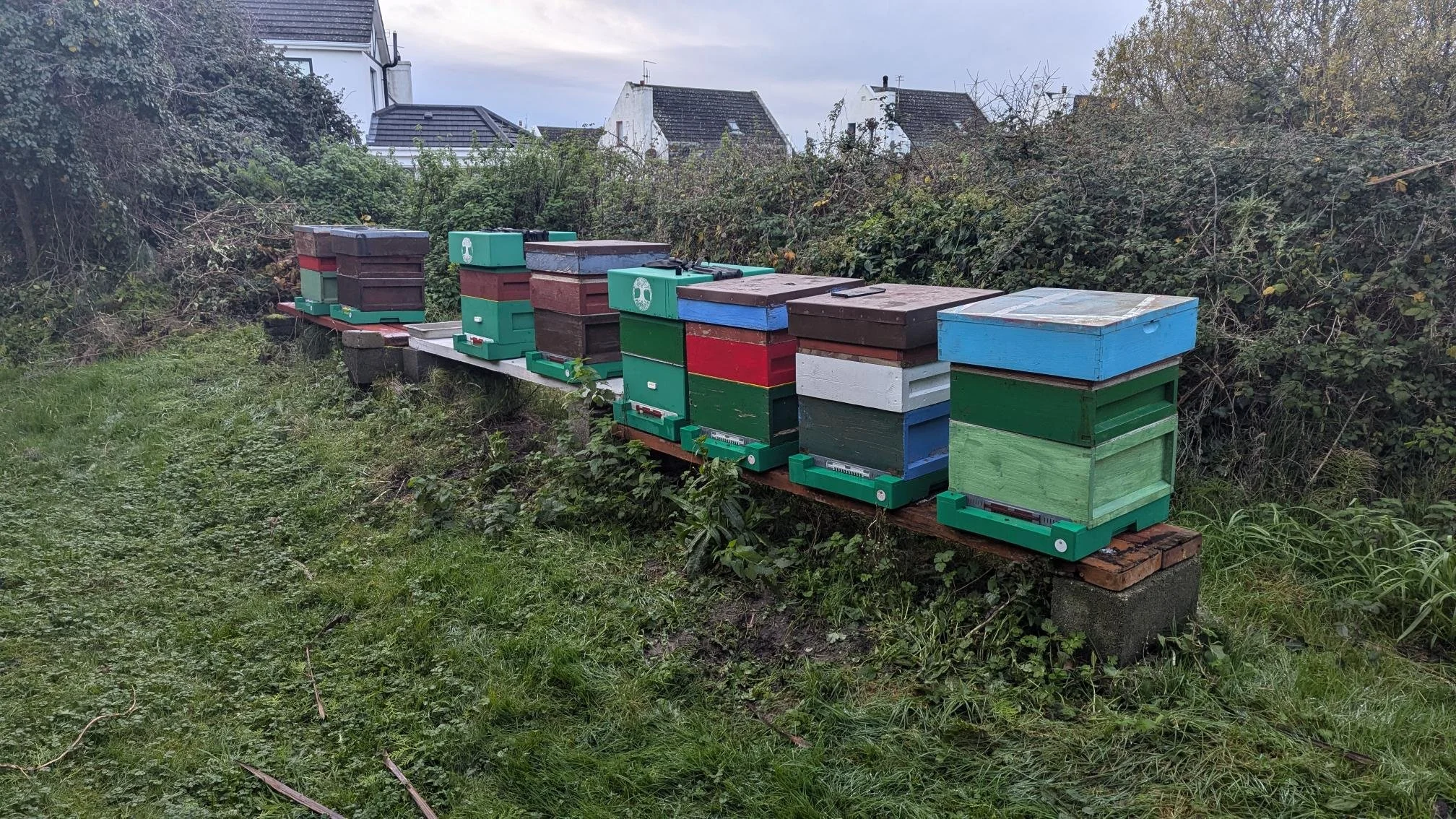 Multiple colorful bee hives on a wooden platform outdoors, surrounded by grass and bushes, with houses visible in the background.