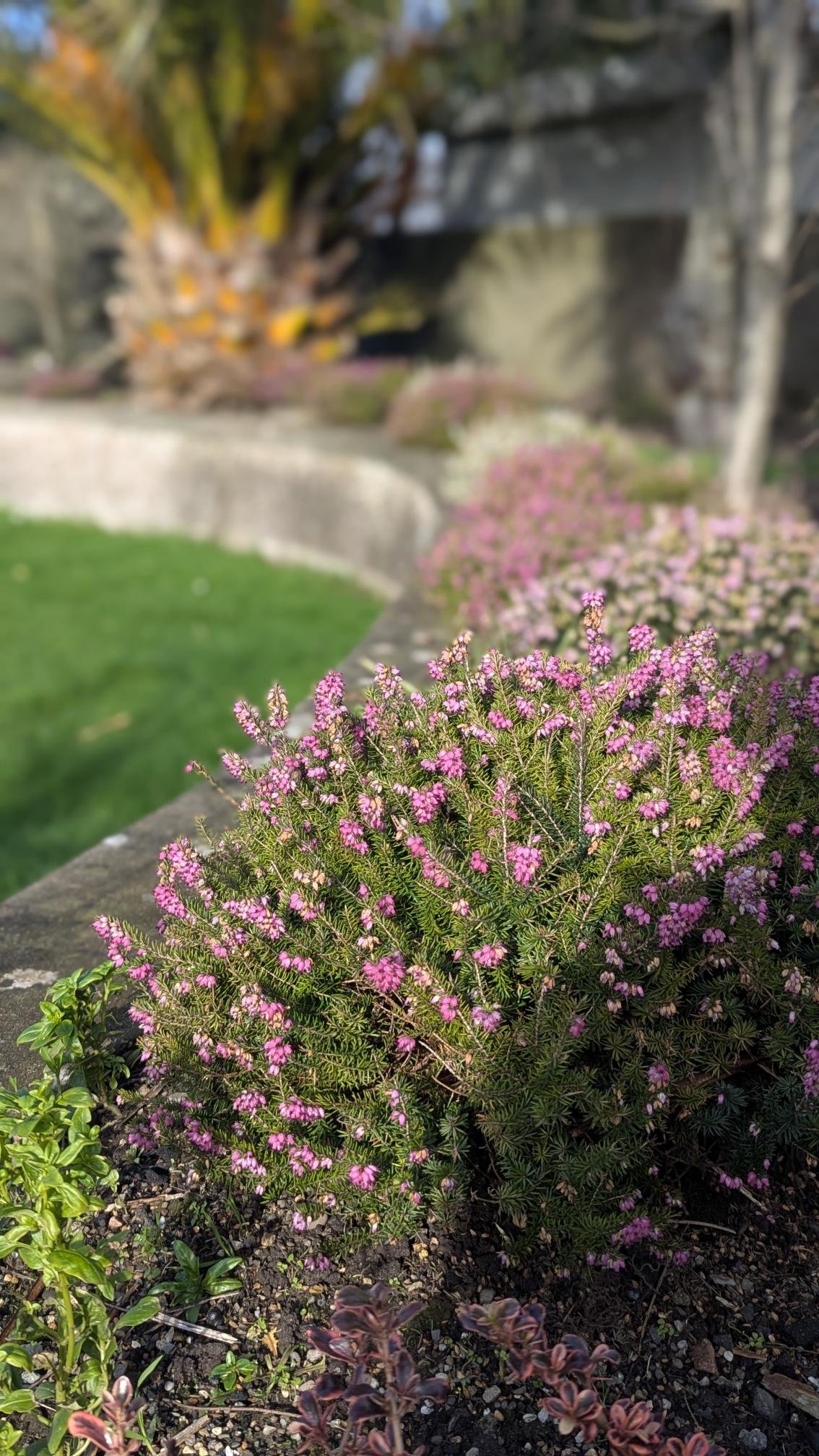 Pink flowering shrub in a garden bed with green foliage and a stone wall, blurred background of trees and grass.